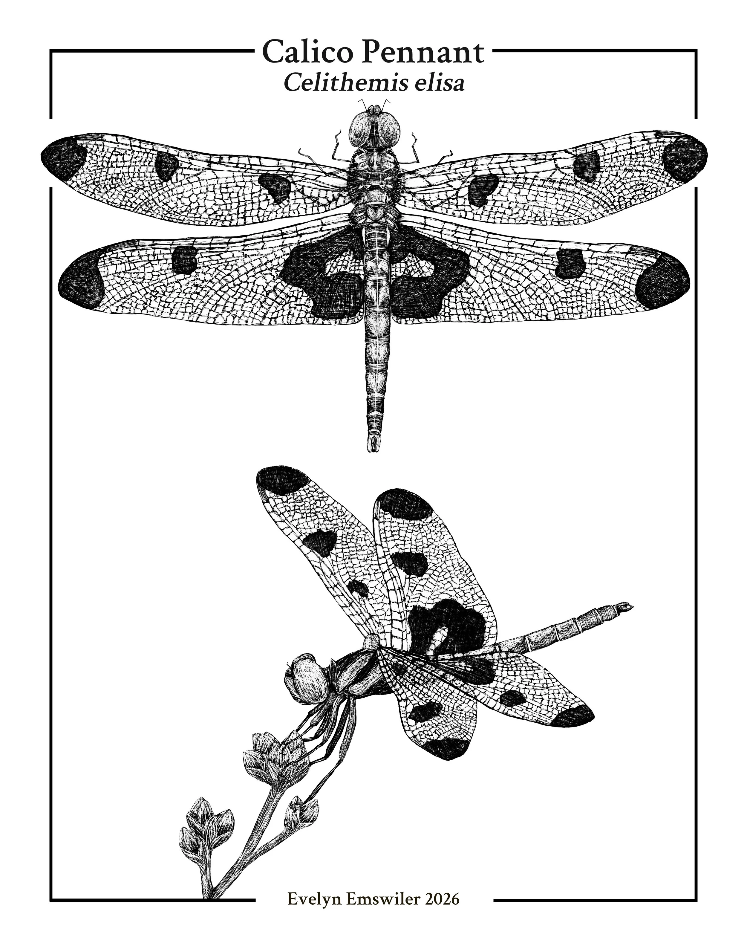 Calico Pennant