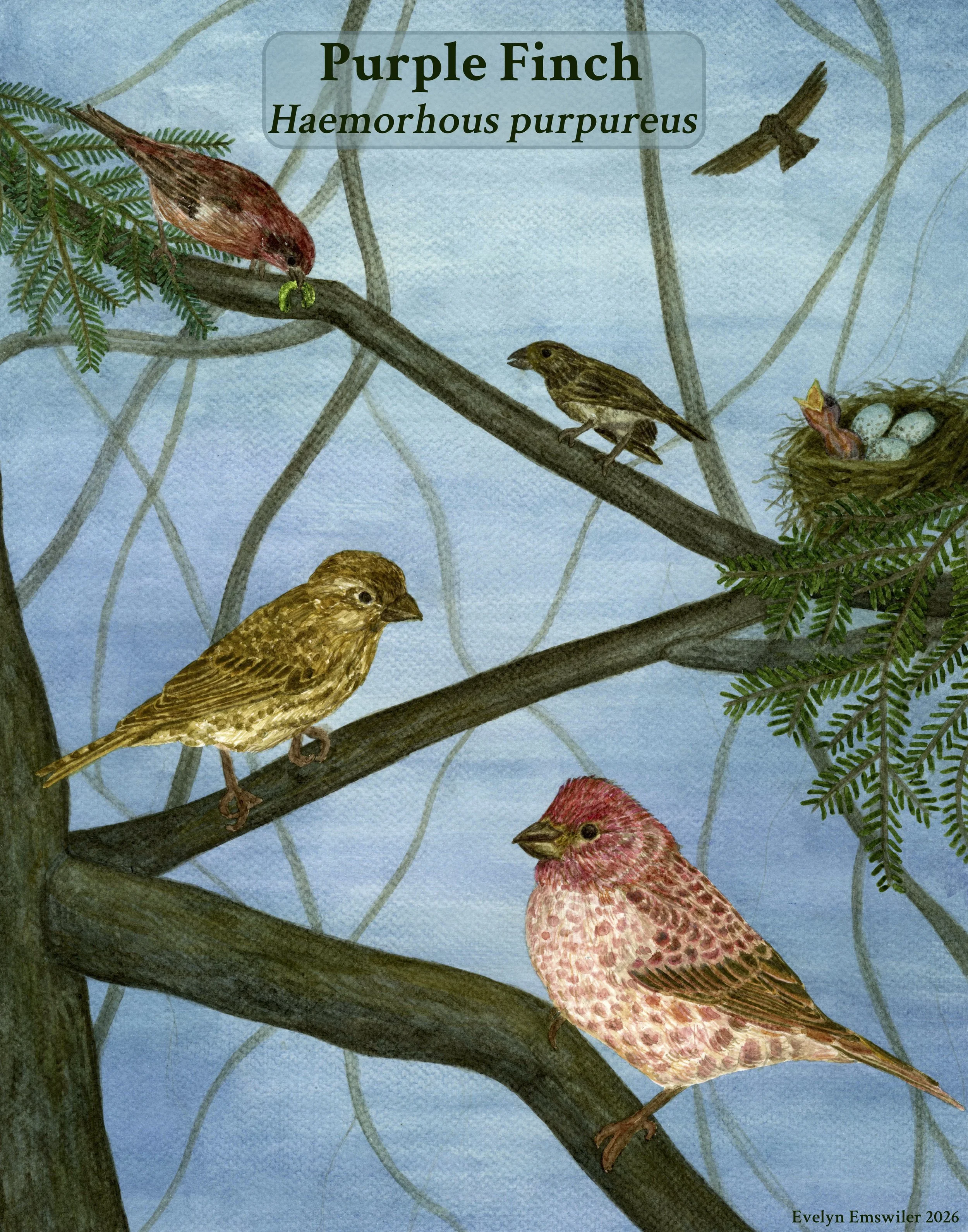 Purple Finch