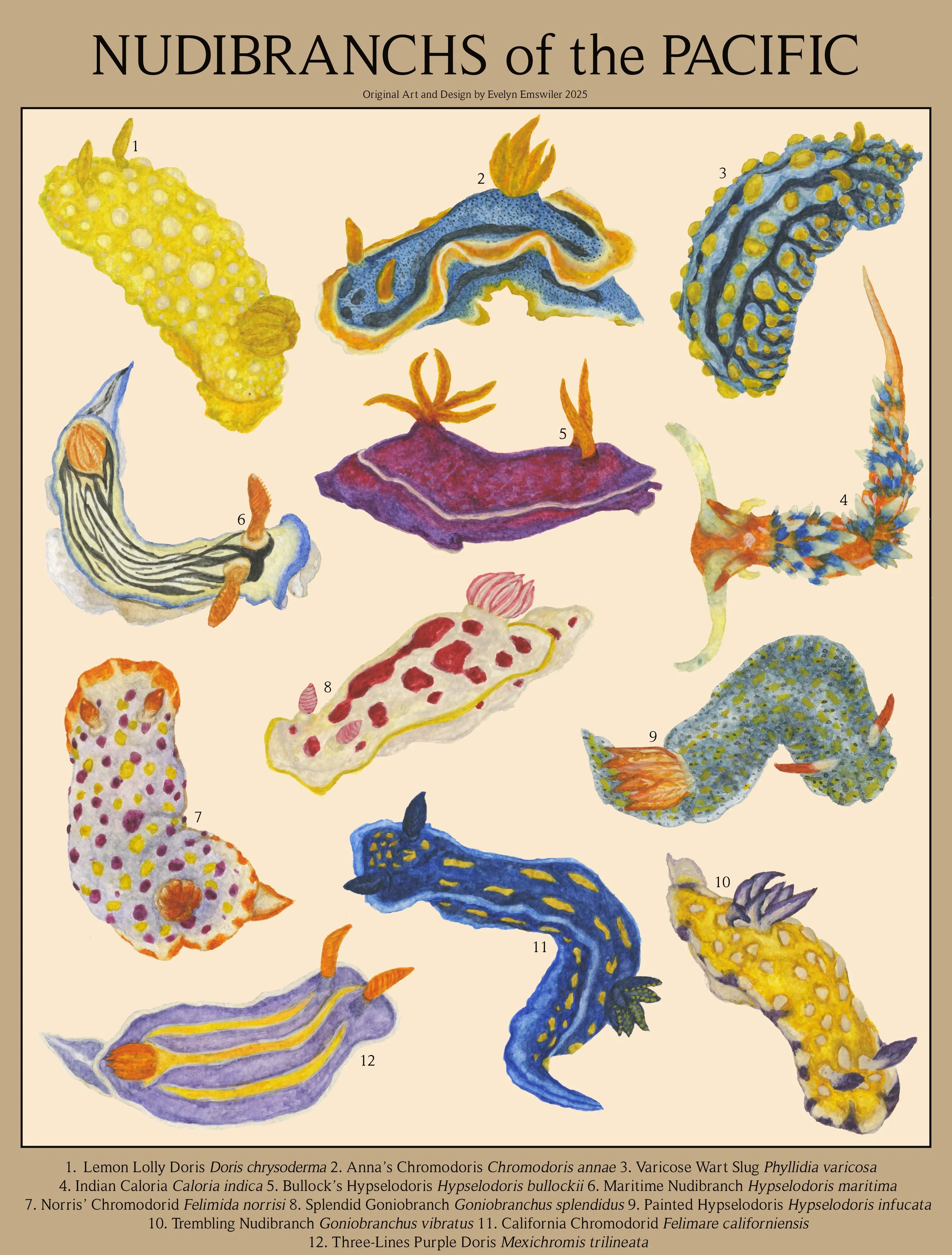 Nudibranchs of the Pacific
