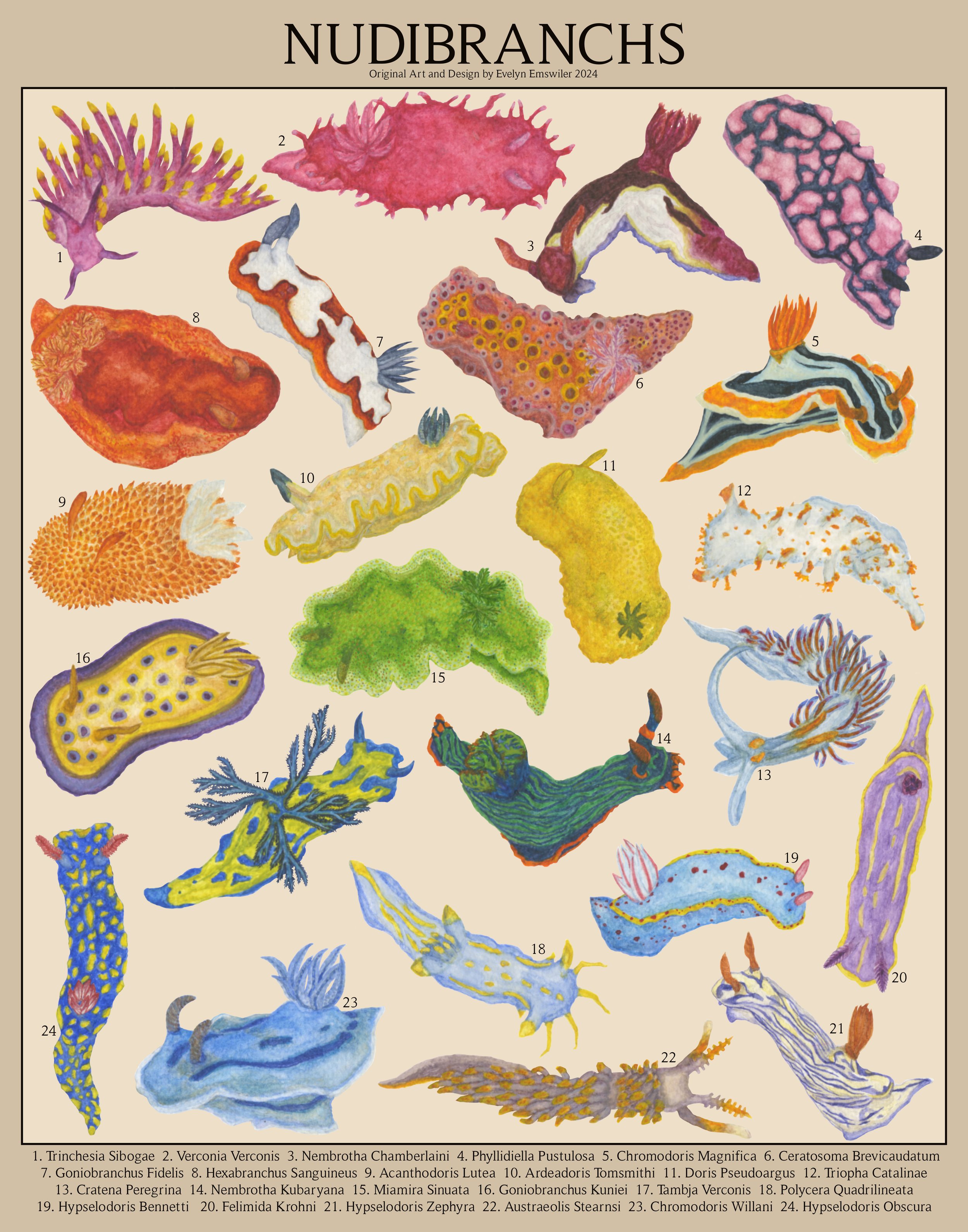 Nudibranchs