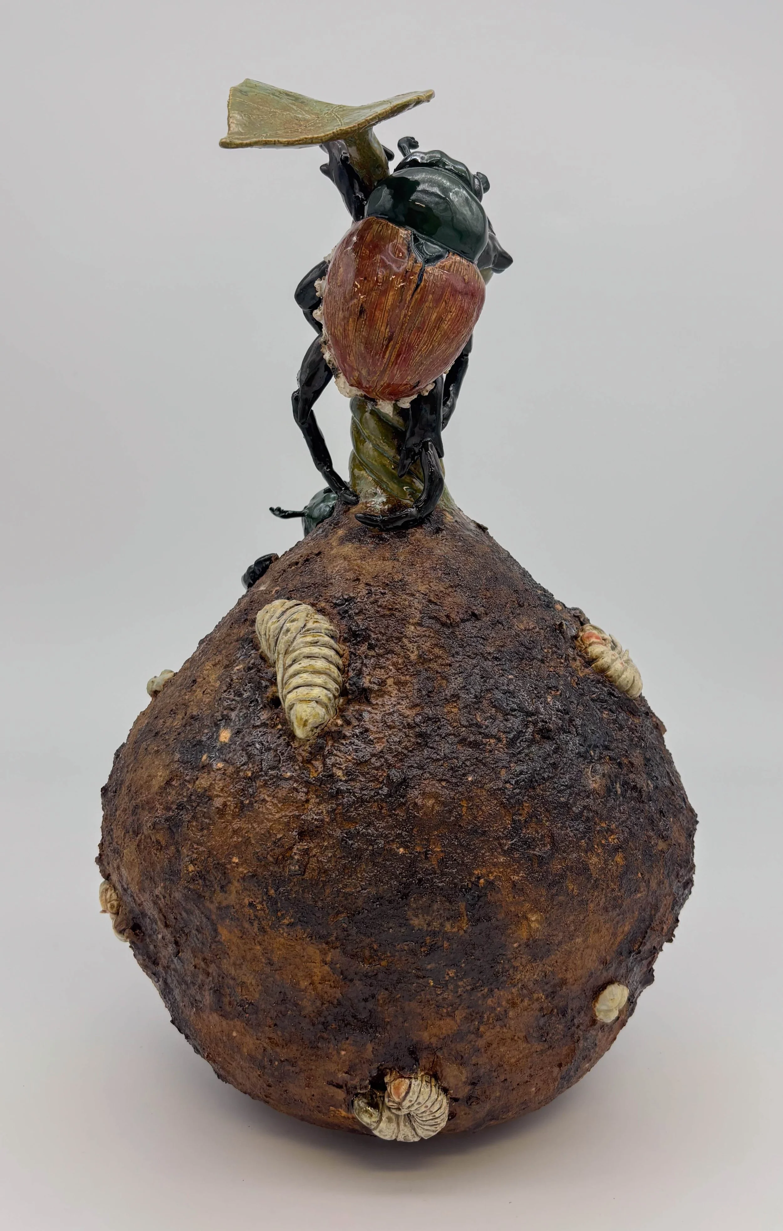 emerged japanese beetels4.jpg