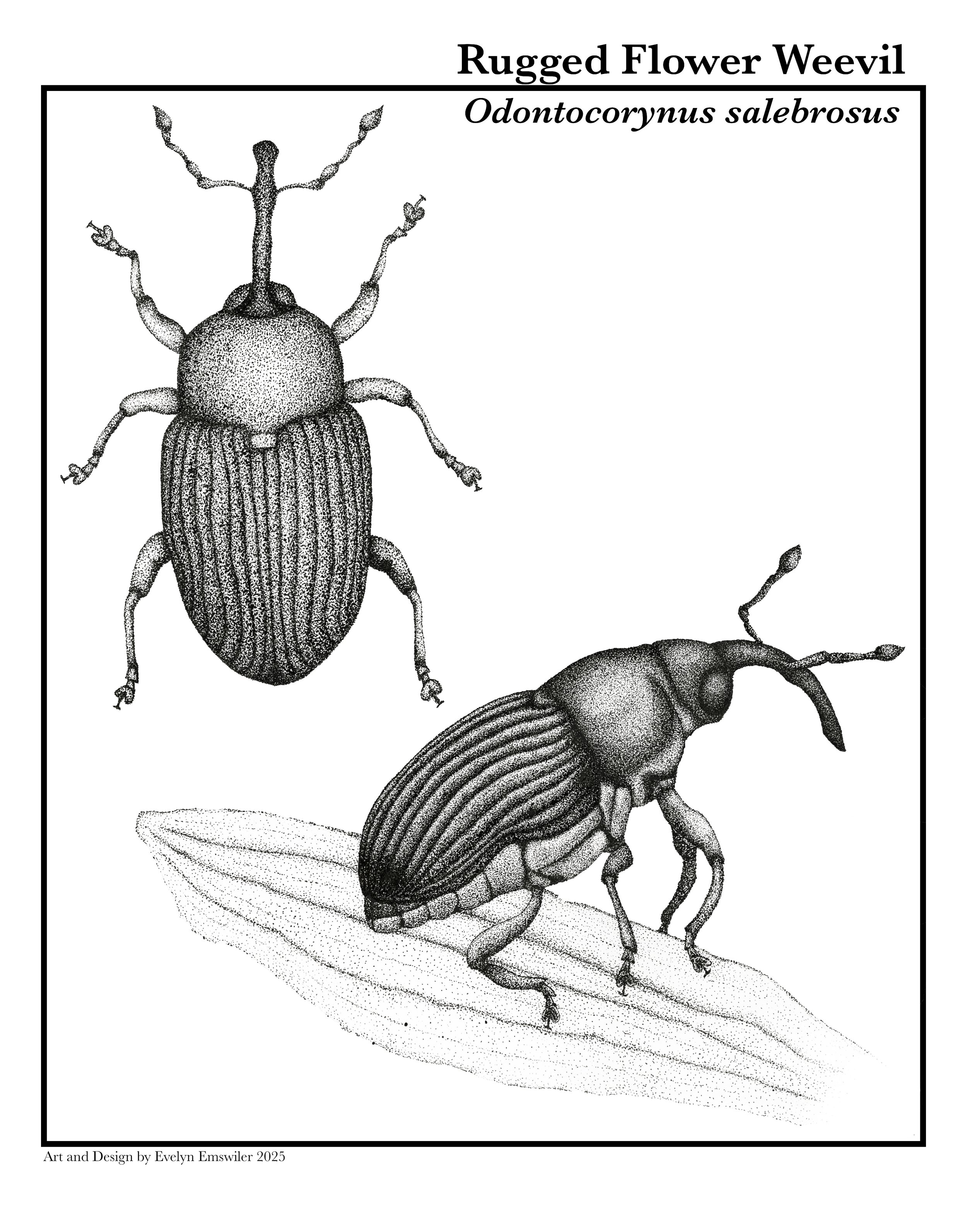 Rugged Flower Weevil