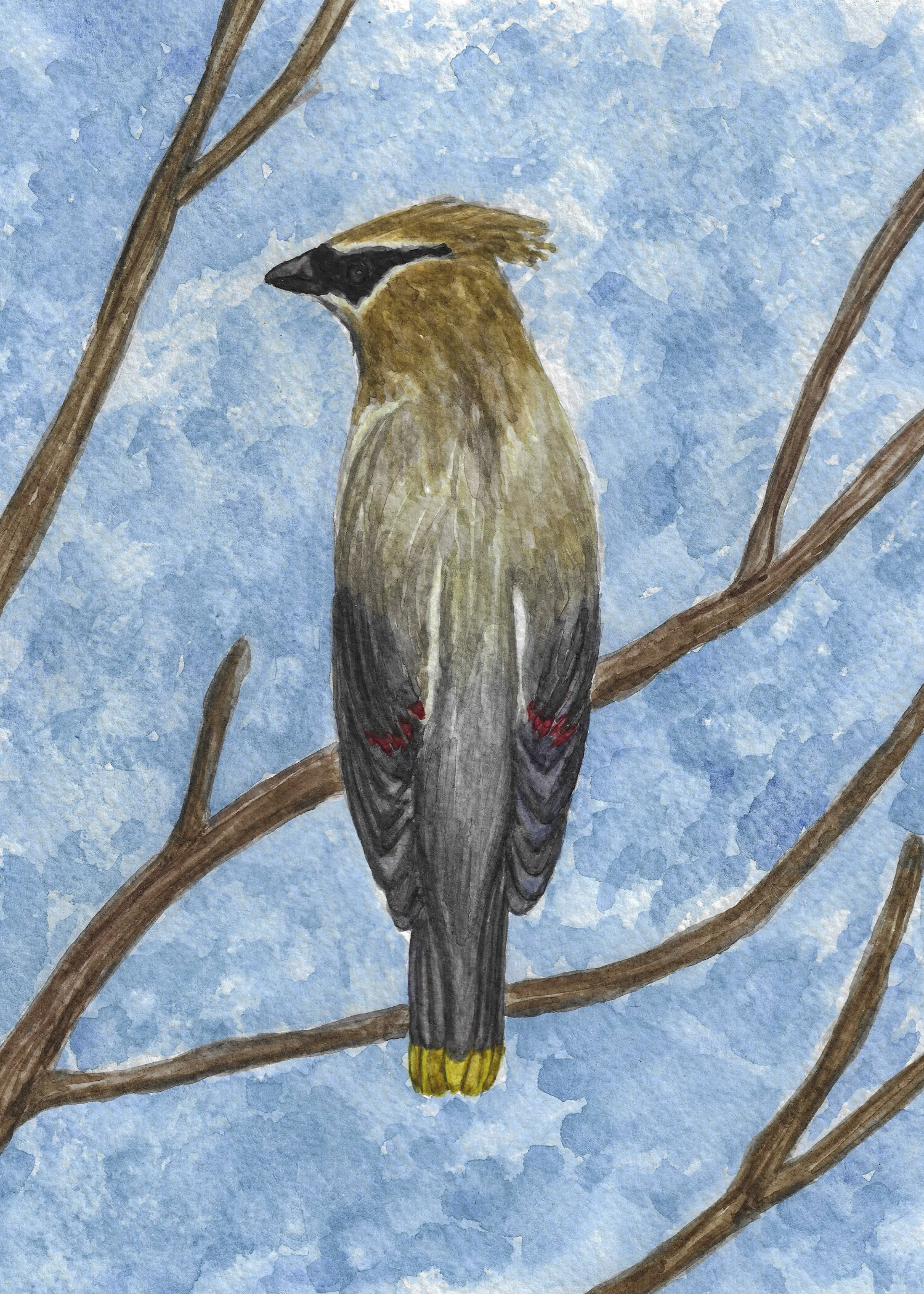 Cedar Waxwing.jpg