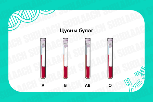 Цусны бүлгийн тухай