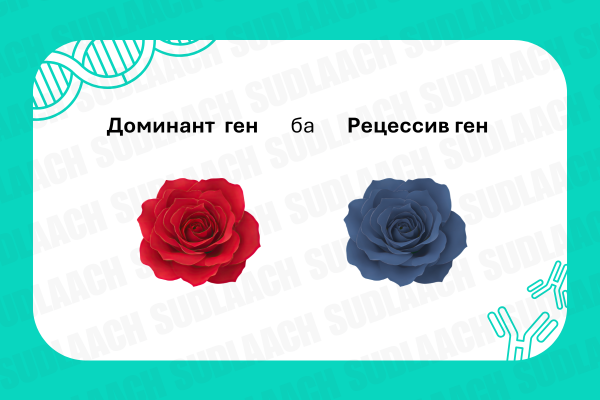 Доминант ба Рецессив генийн тухай 