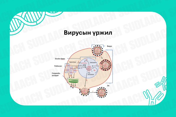 Вирусын үржил