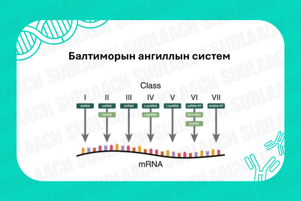 Вирусын Балтиморын ангиллын систем