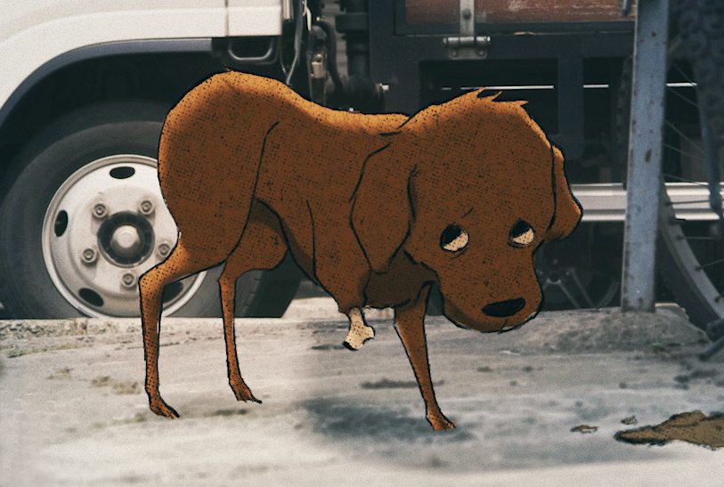 15 Shorts – The Brown Dog