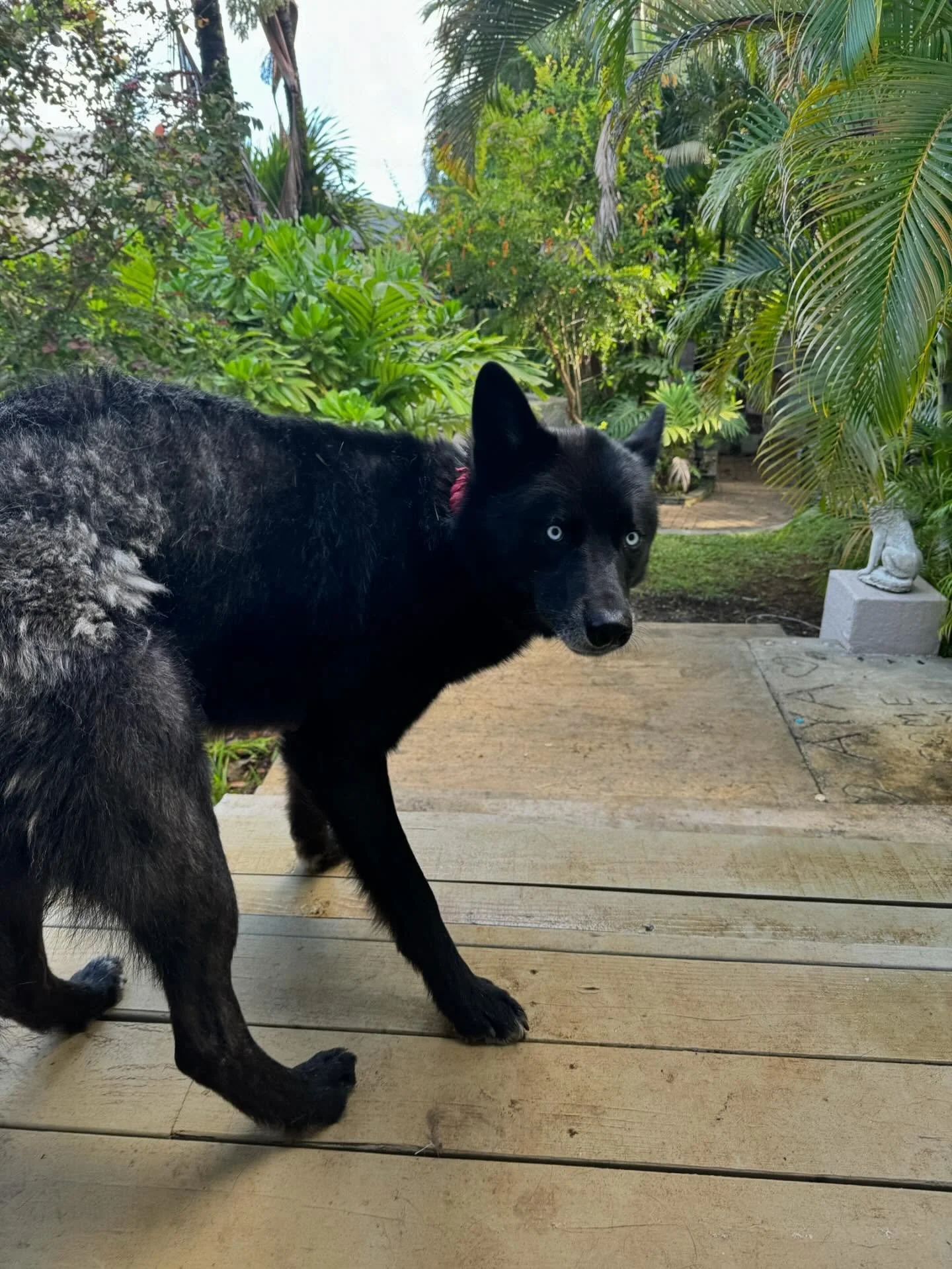 My Onyx 🙌❤️❤️❤️🙌