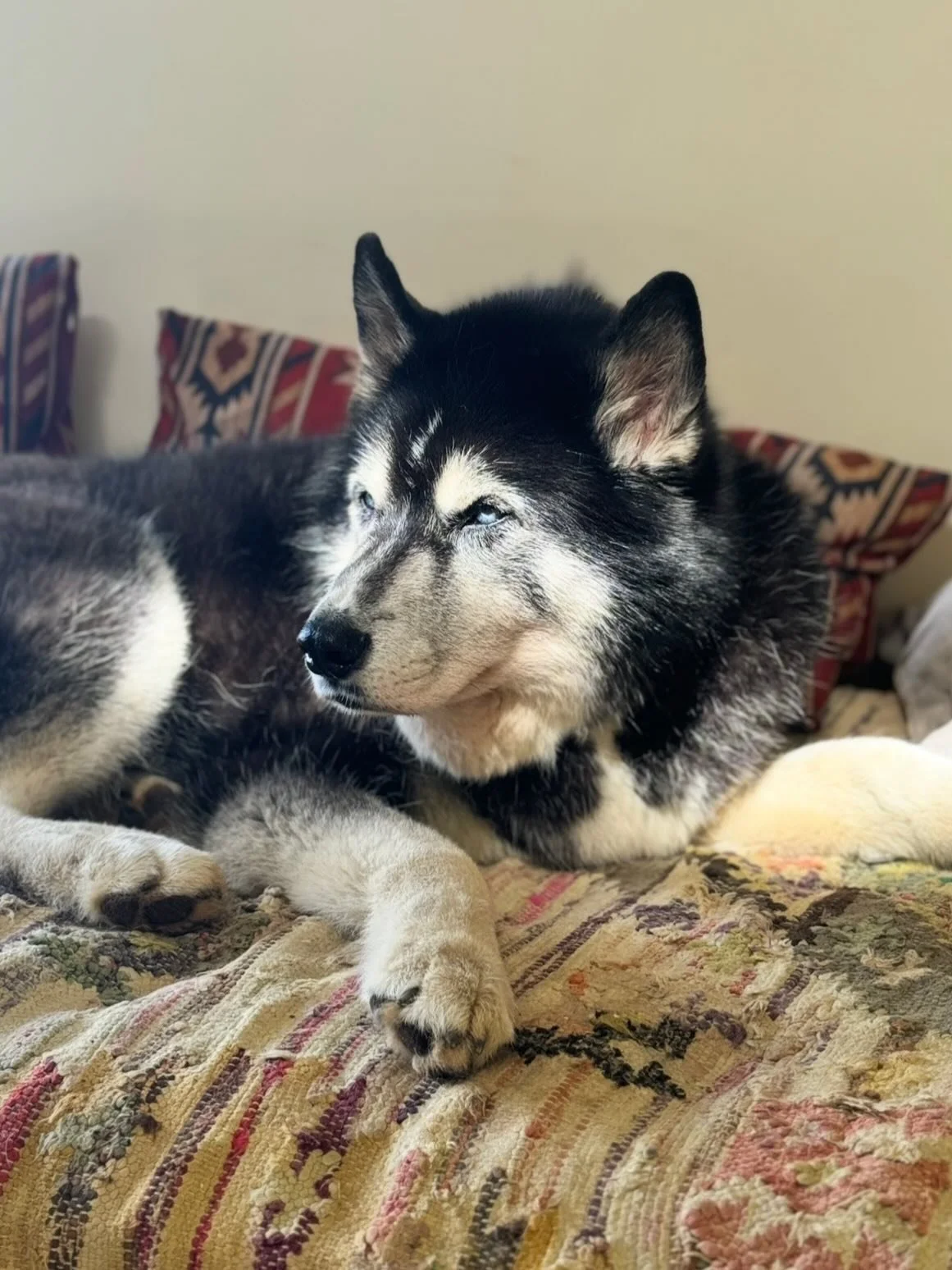 My beautiful brother of my heart❤️ He was everything to me he might be a wolf dog but he was always more then that. ever since I was a little I would always mess with him and pull his tail and then one day I tried to push him down the stairs🙂&zwj;↕️