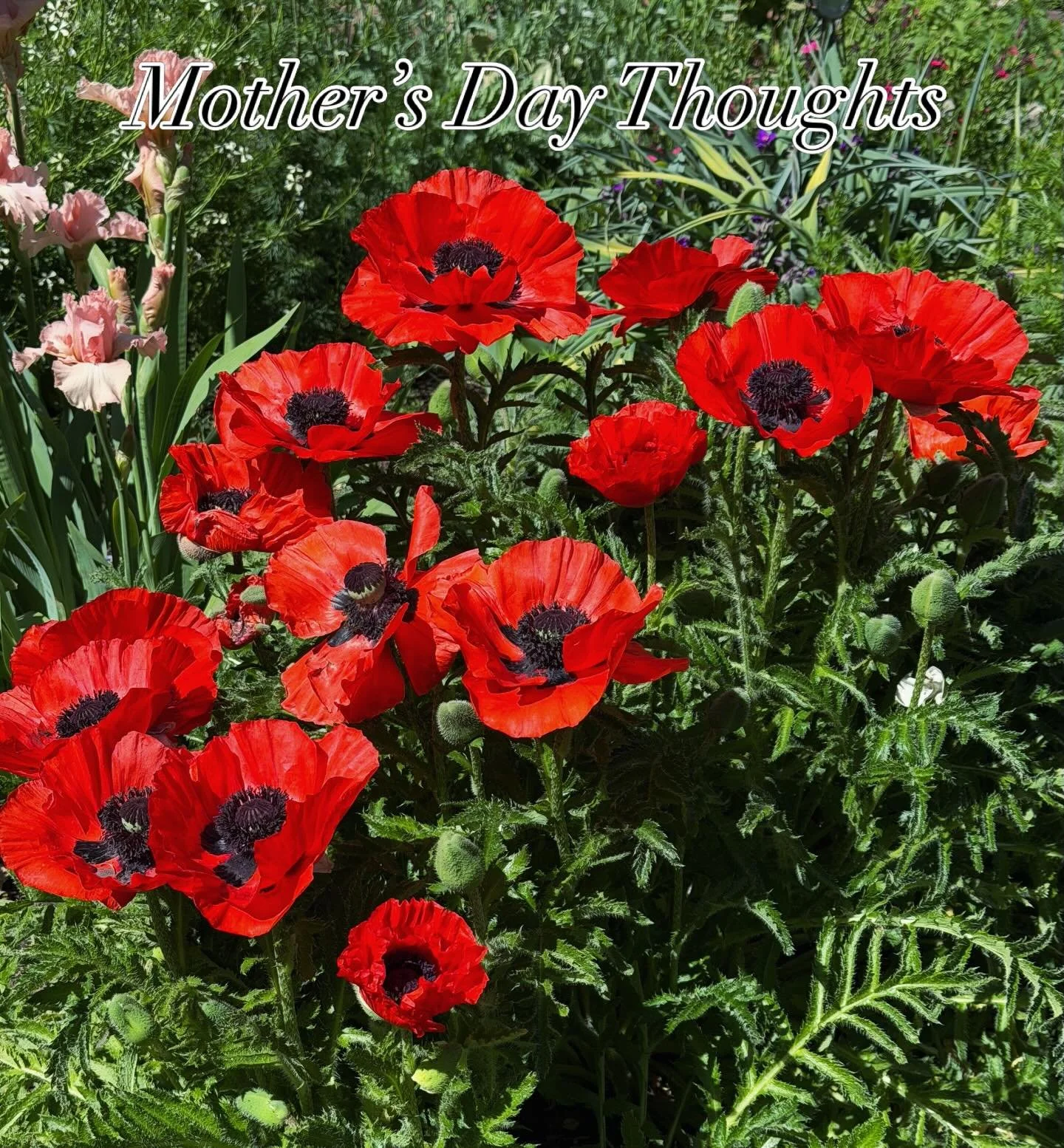 Lately, I&rsquo;ve been thinking about my mom a lot, not just because it&rsquo;s Mother&rsquo;s Day week, but because she had a passion for gardening. She would have truly enjoyed this adventure I&rsquo;m on with the flower farm, and she would have r