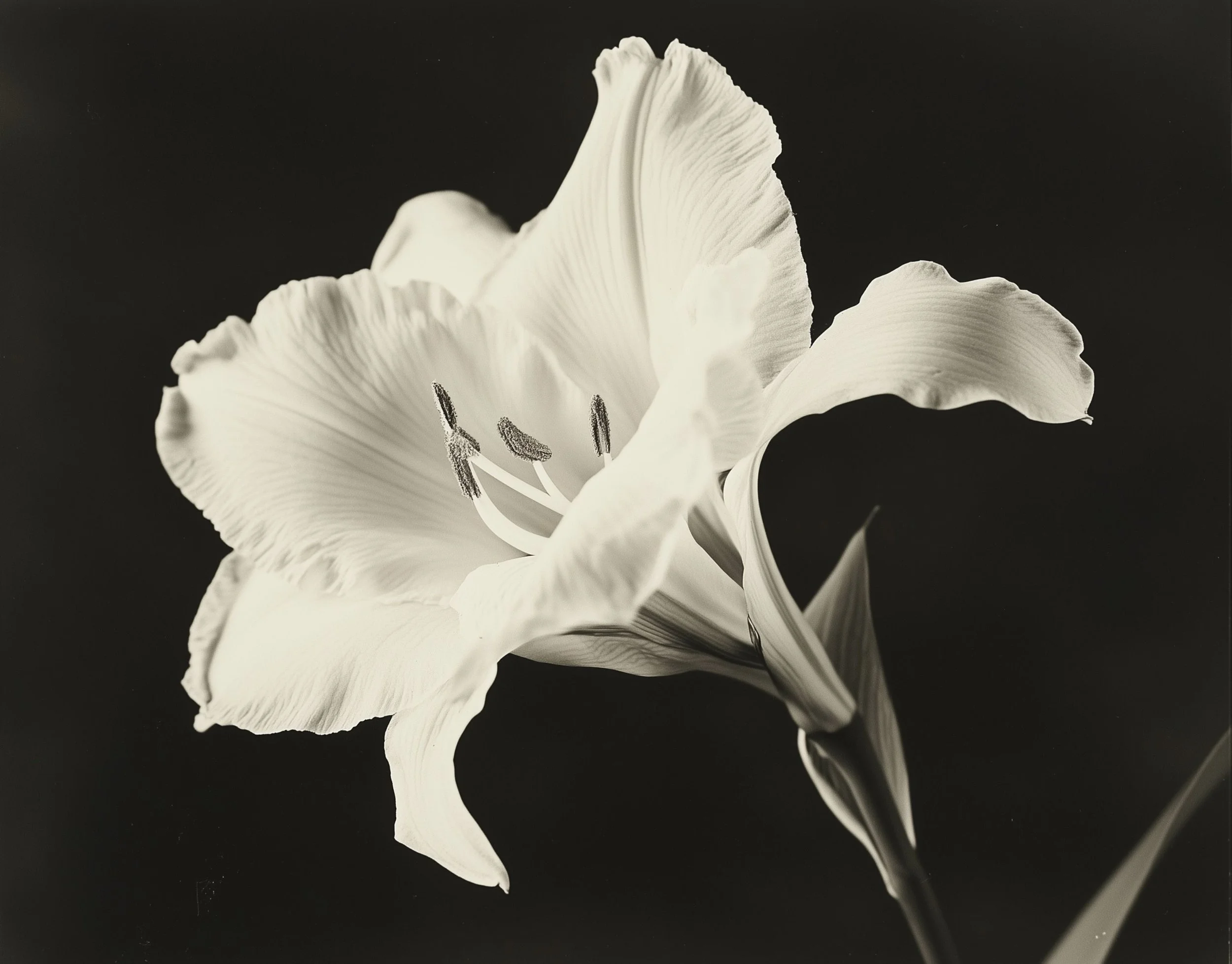 A black and white close-up photograph of a lily flower with ruffled petals and prominent stamens against a dark background.