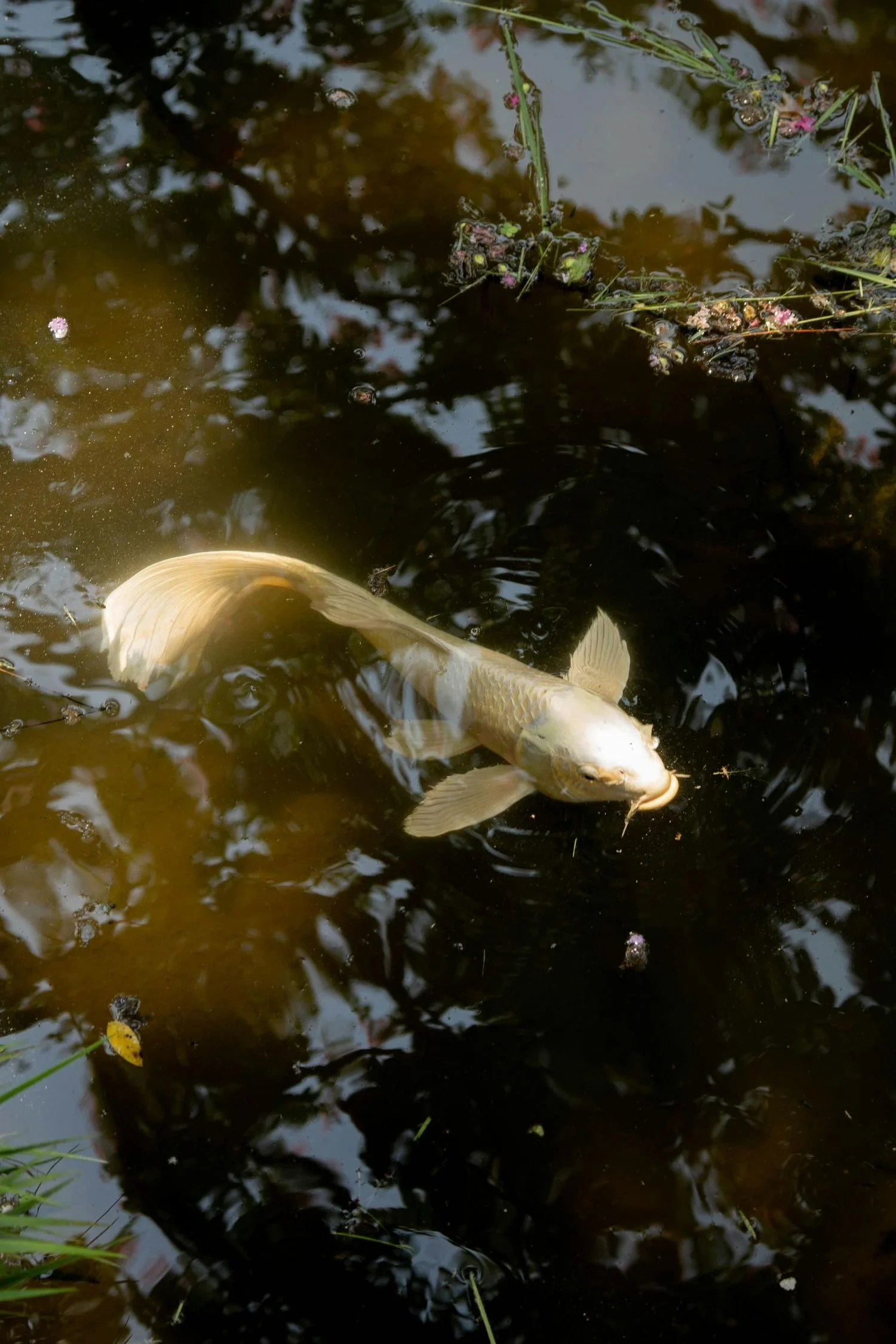 A fish swimming in dark water.