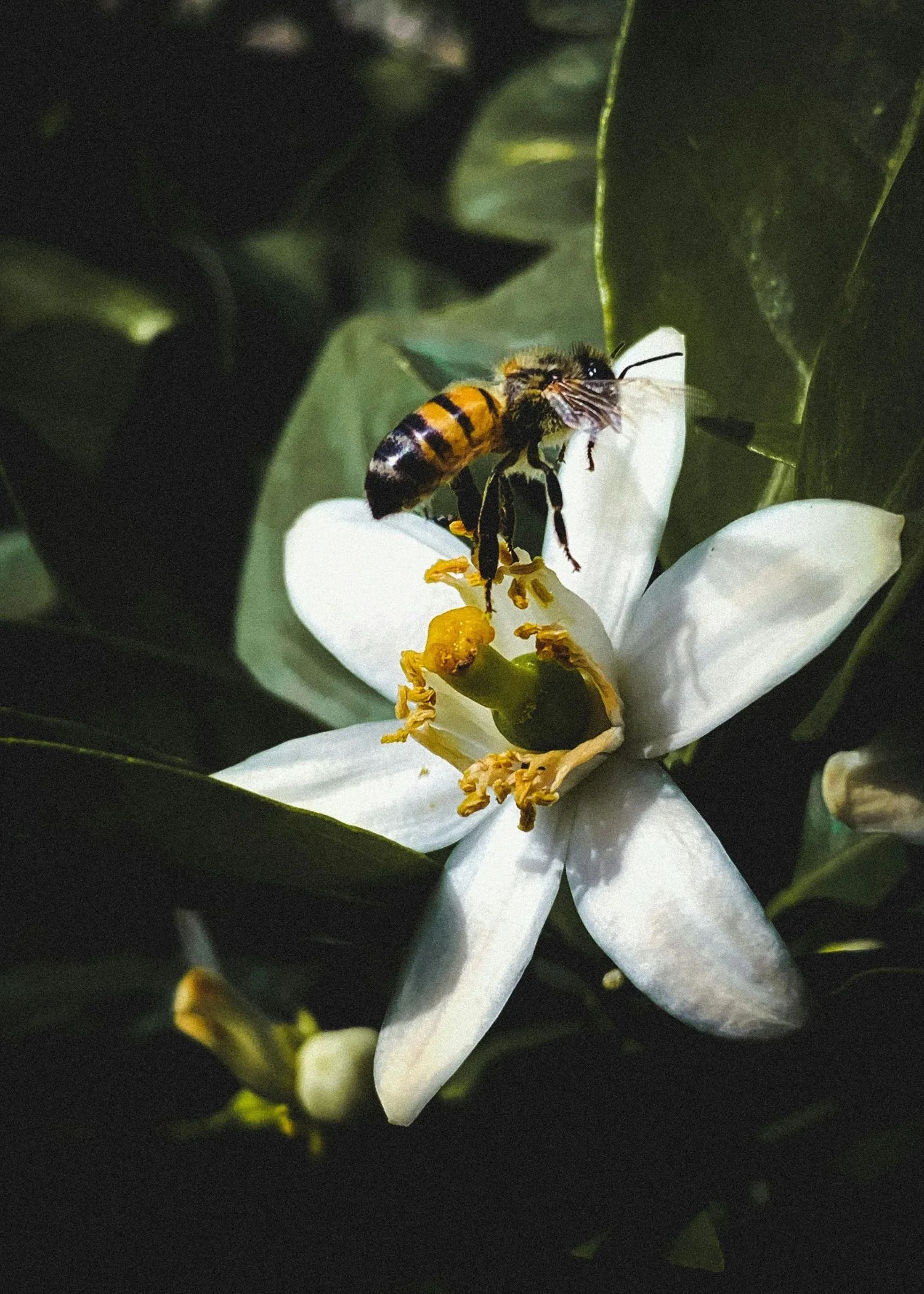 A bee collecting nectar from a white flower while a small crab spider waits on the petal.