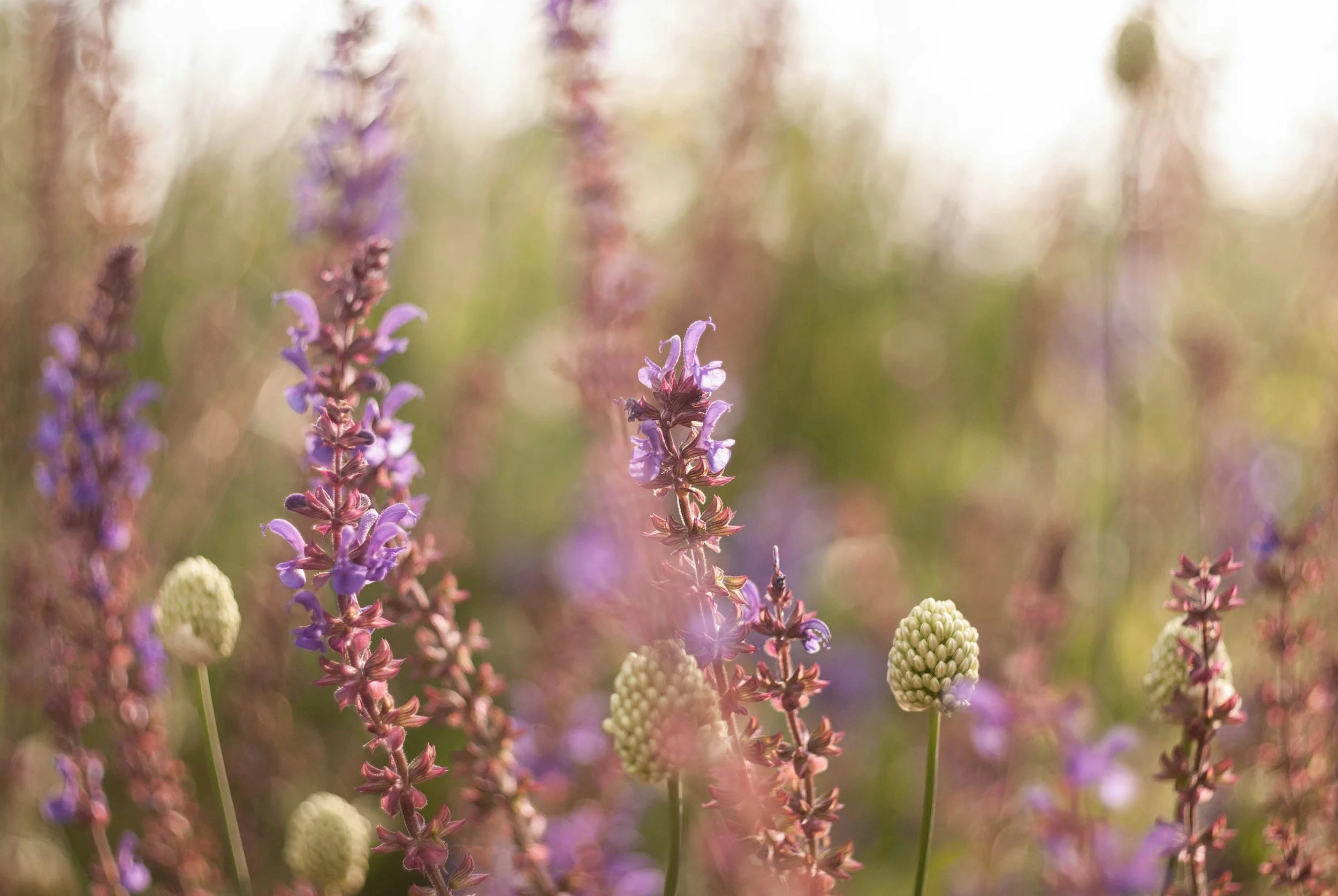 Close-up of purple and white flowers in a blurred garden background with sunlight.