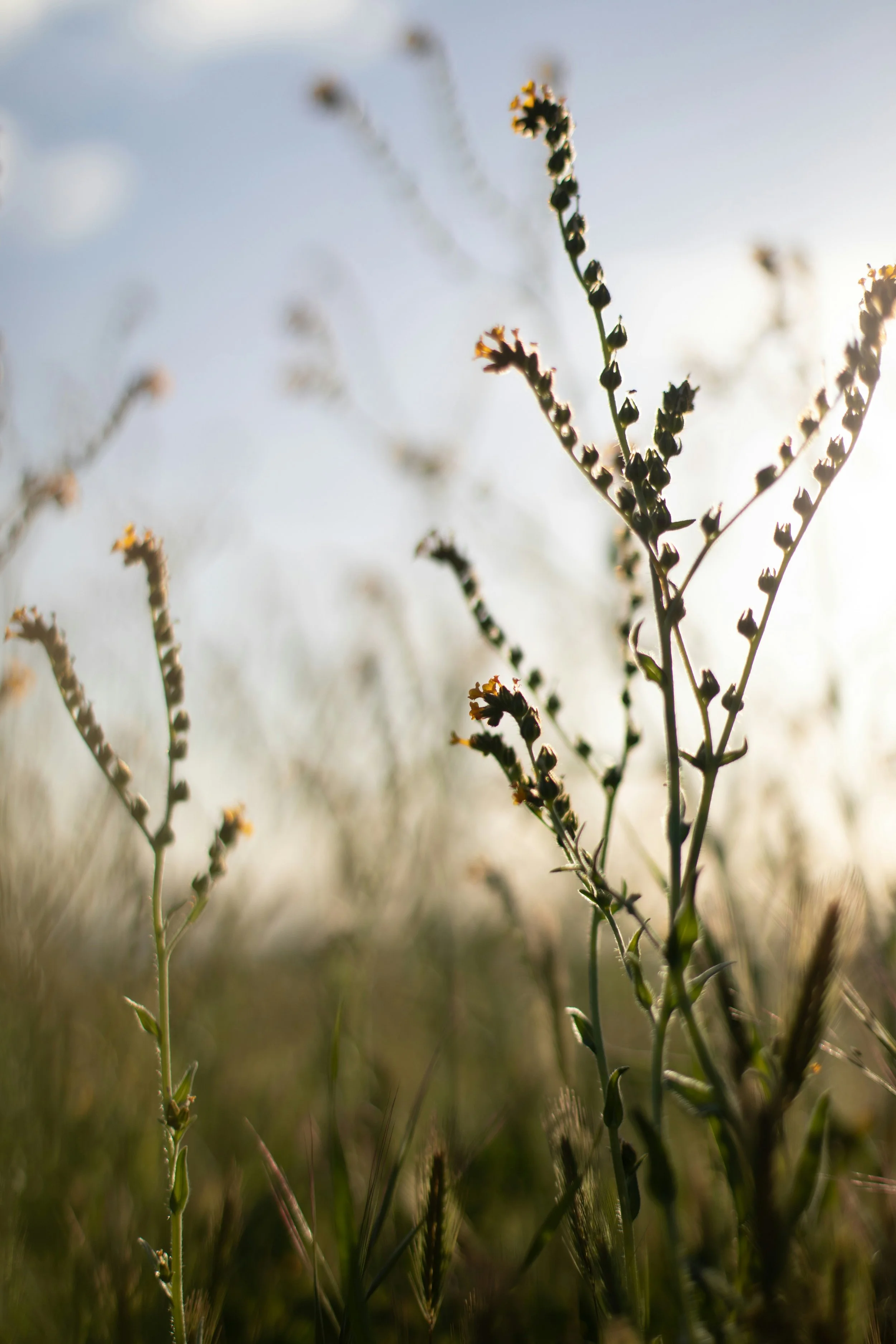 Close-up of wild plants or weeds in a field, backlit by sunlight.