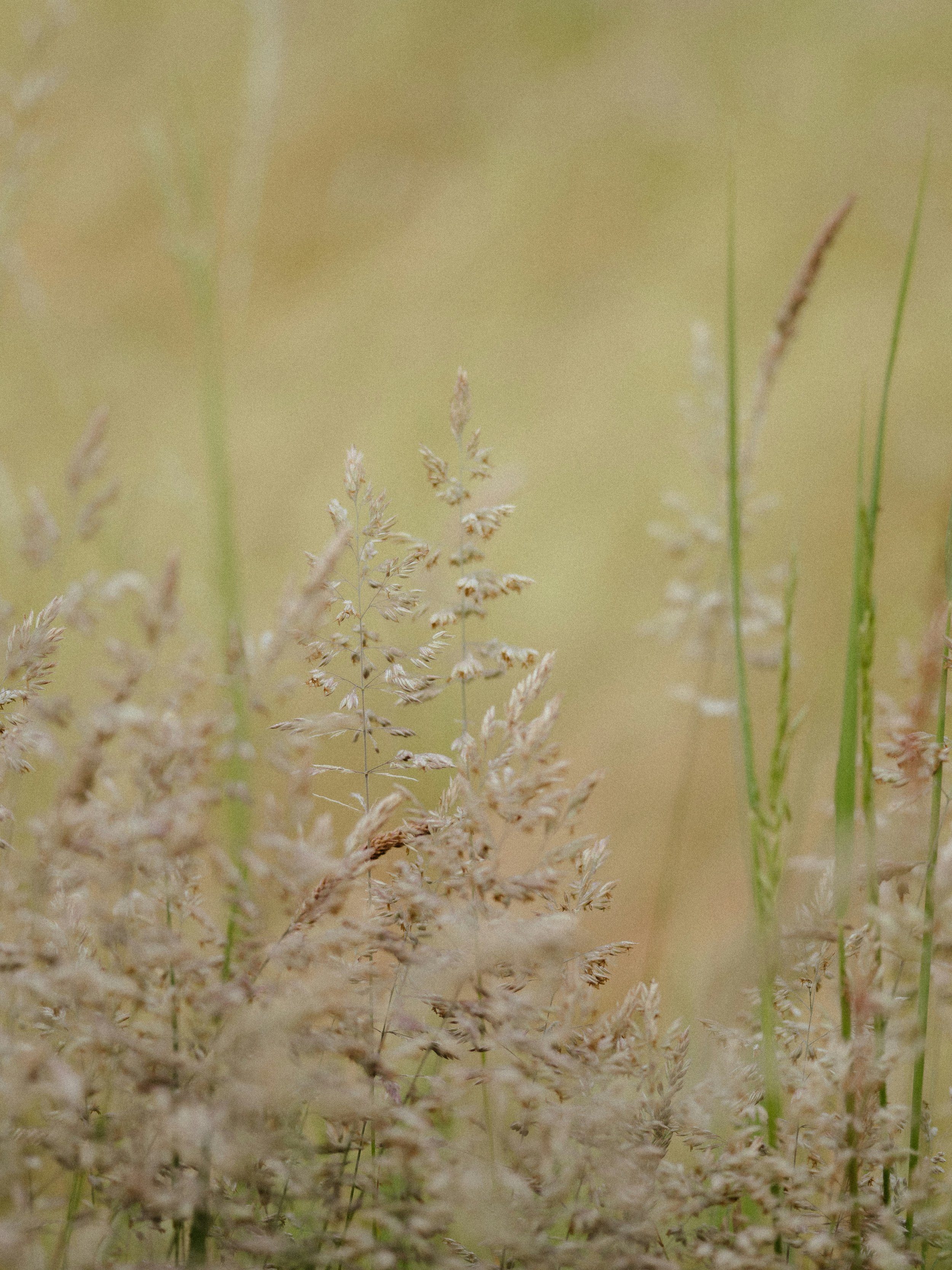Tall, beige grass stalks in a soft-focus field with a muted, light background.