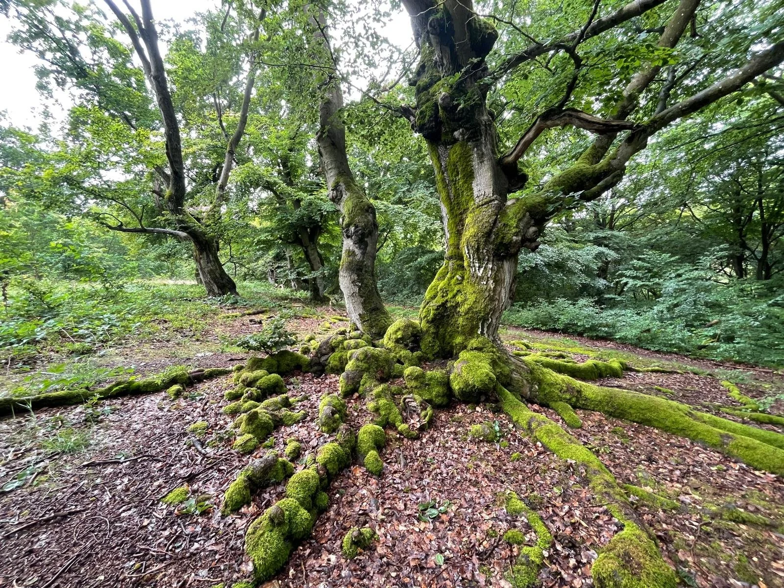 Alter Baum mit grüner Moosbedeckung im dichten, grünen Wald