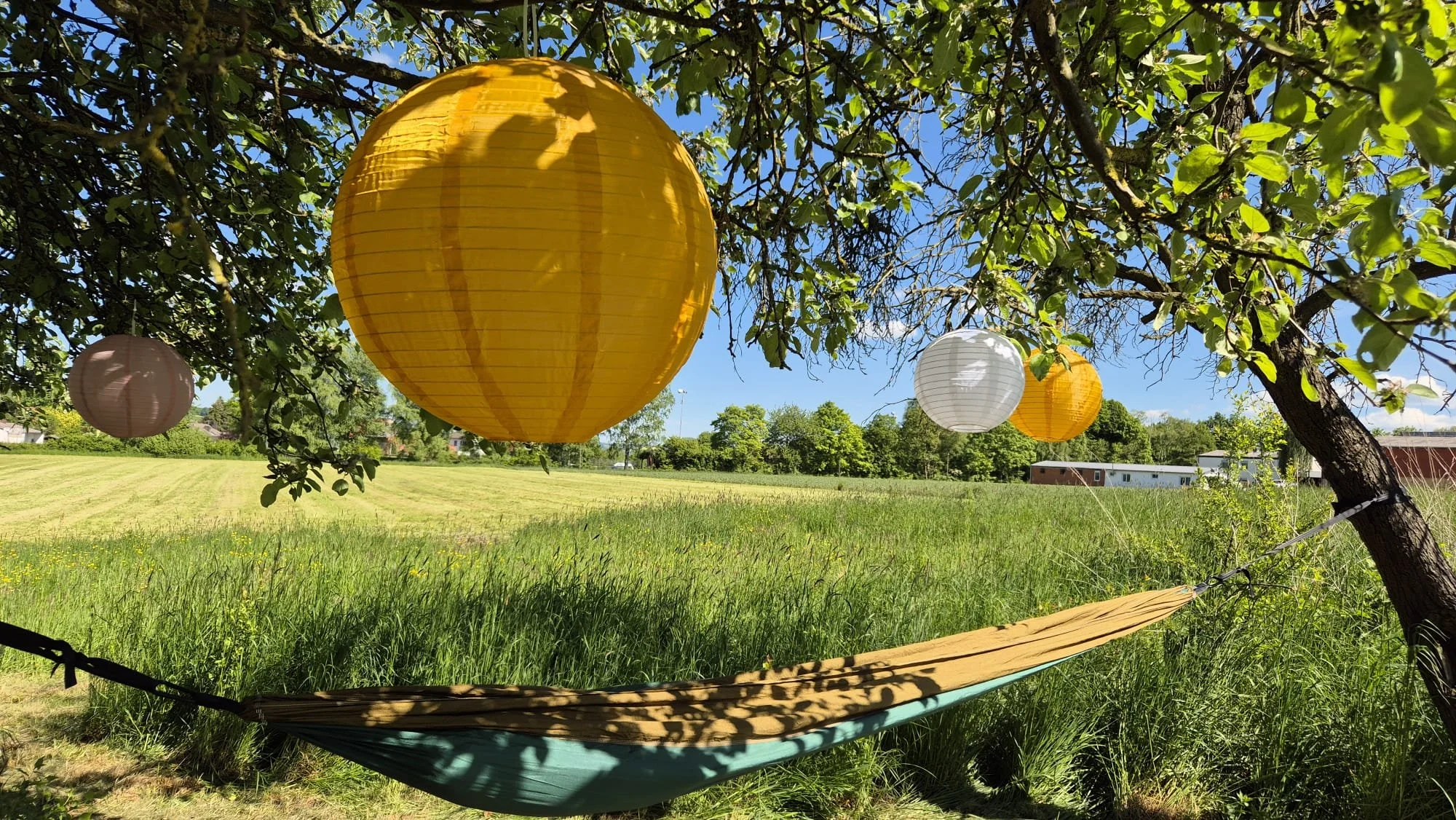Bunte Papierlaternen hängen an den Ast eines Baumes über einer grünen Wiese, im Hintergrund blauer Himmel.