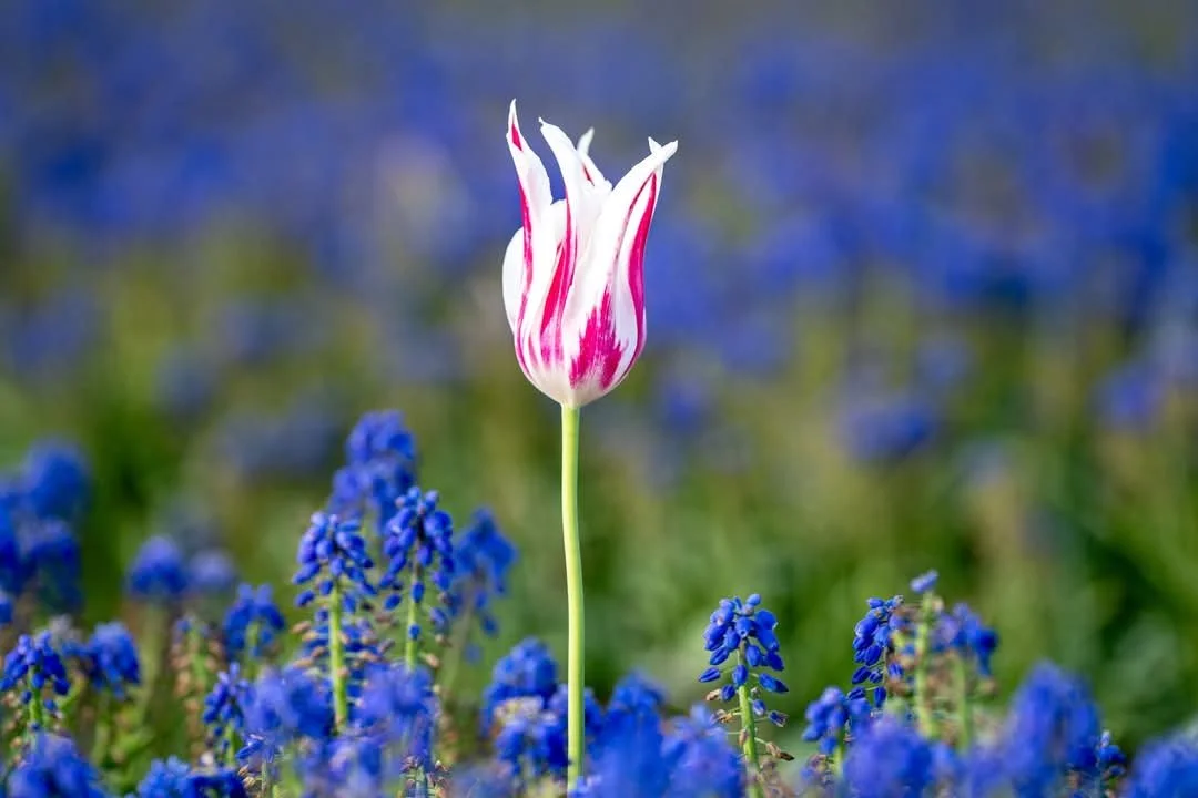 Ein einzelner weißer und rosa Tulpenkopf inmitten eines Feldes mit blauen Blumen, vermutlich Traubenhyazinthen.