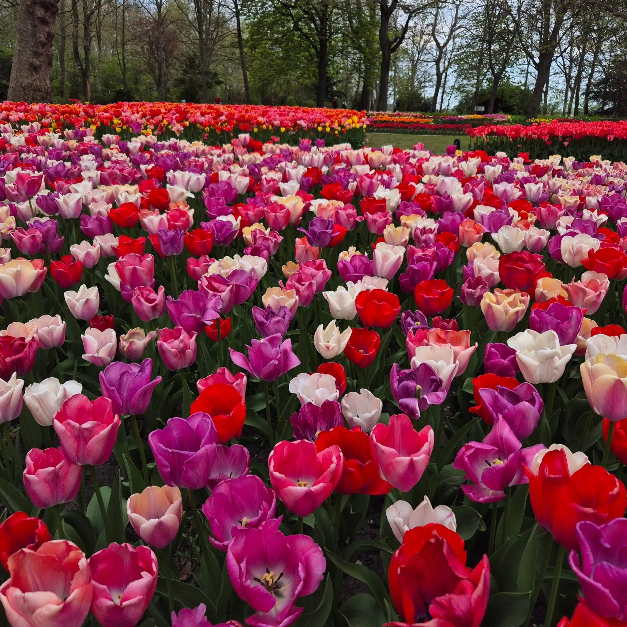 Bunter Tulpenblumen in einem Park mit Bäumen im Hintergrund.