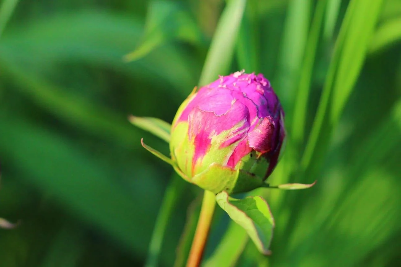 Garten- oder Feldpfingstrose mit einer großen, halb geöffneten Blüte, die hauptsächlich rosa mit grünen Blättern umgeben ist.