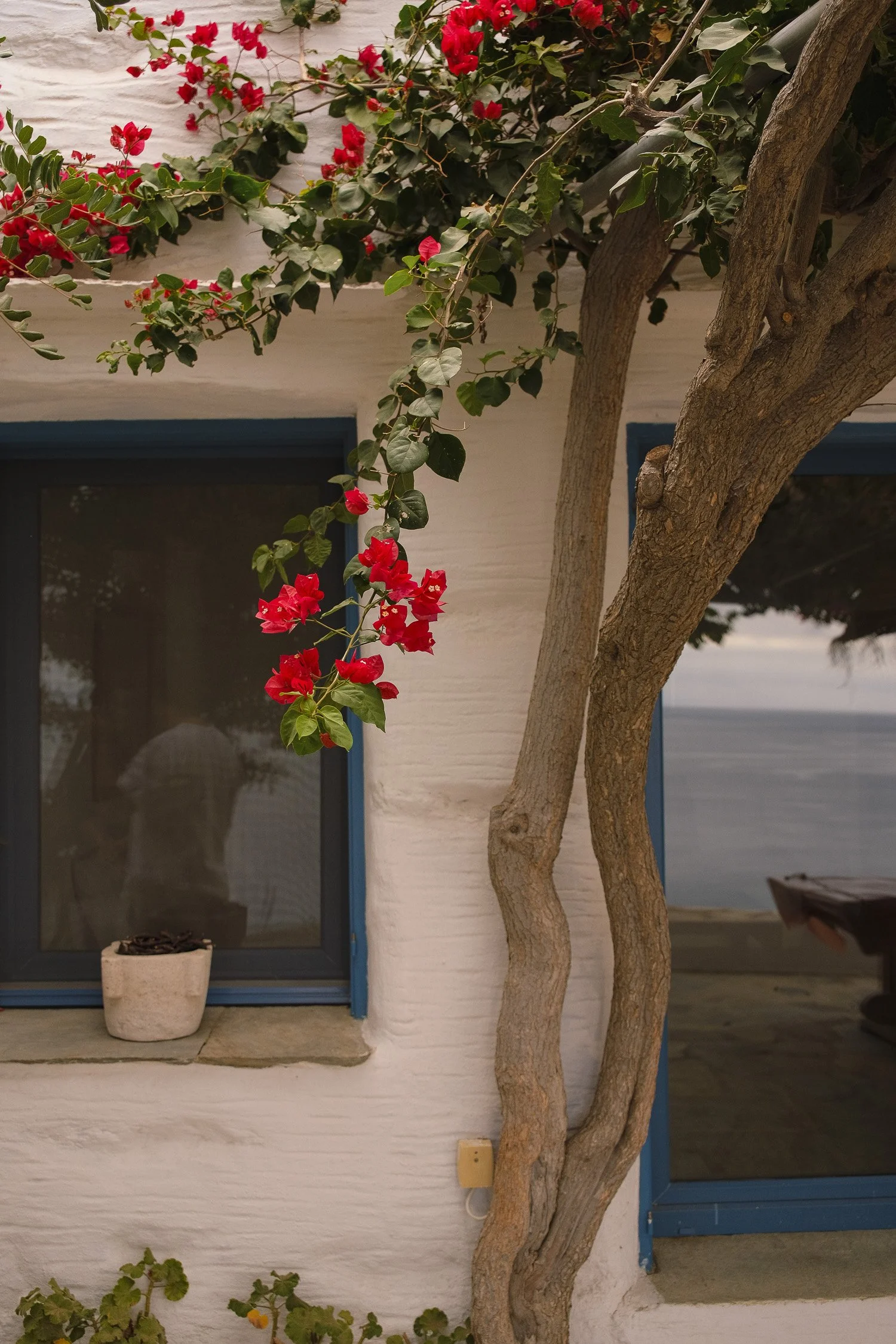 A white house with blue-framed windows, red bougainvillea flowers climbing the wall, and a tree with twisted branches.