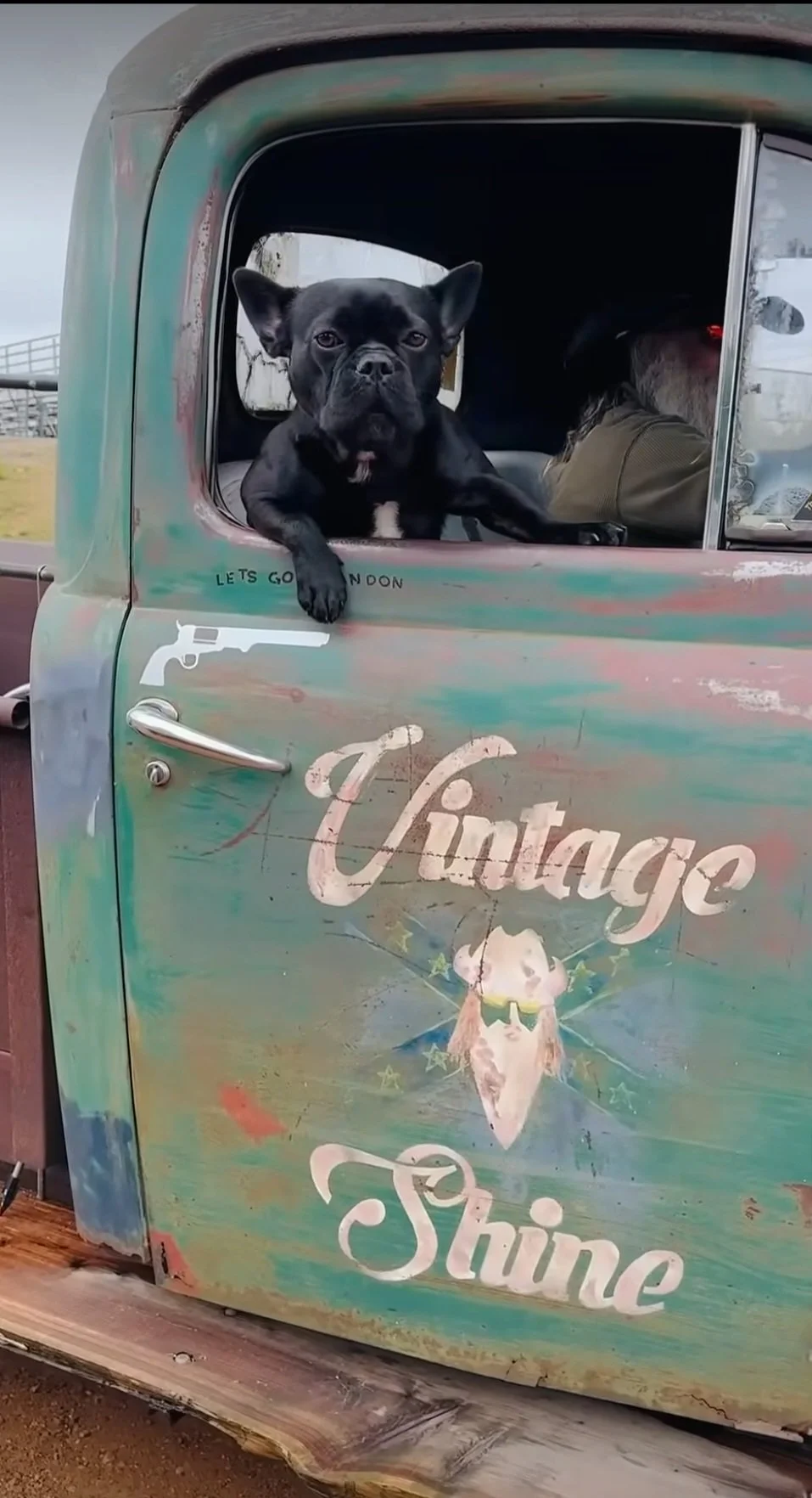 A black French Bulldog looking out of an old, vintage pickup truck window with a humorous painted logo that says 'Vintage Shine' and depicts a skull wearing sunglasses; the truck has a rustic, weathered appearance.