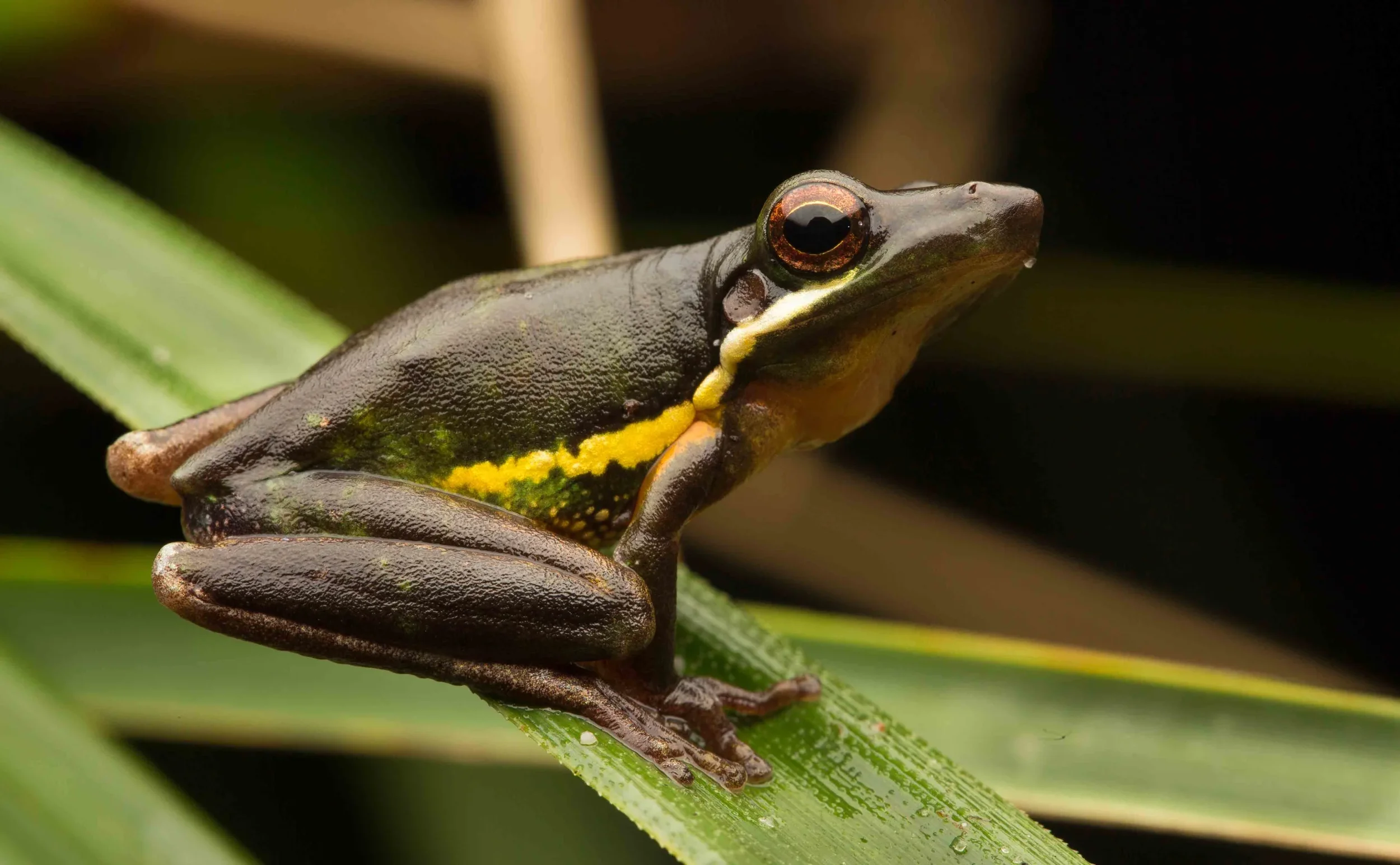 Wallum Sedge Frog  (Drymomantis olongburensis) Conservation