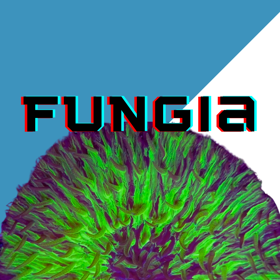 Image Block Website (8).png