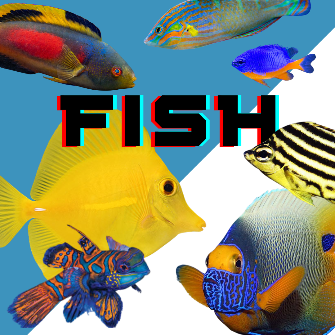 https://www.reefconsortium.com/fish