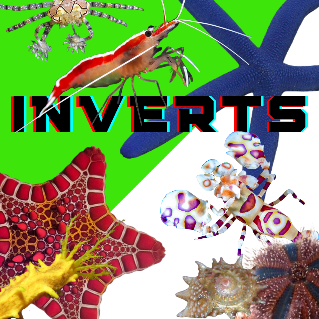 https://www.reefconsortium.com/inverts