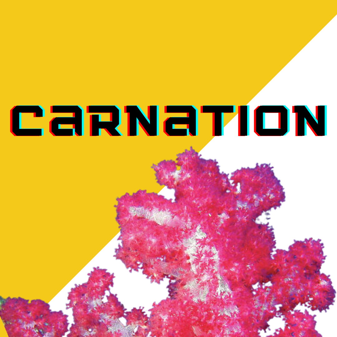 Image Block Website (10).png