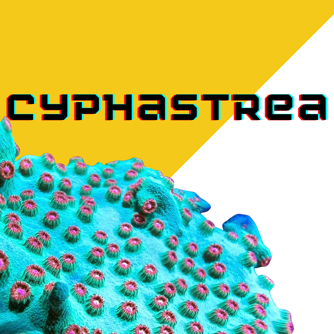 Image Block Website (13).png