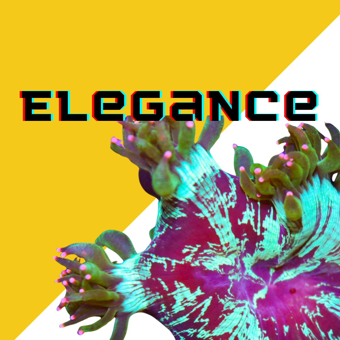 Image Block Website (15).png