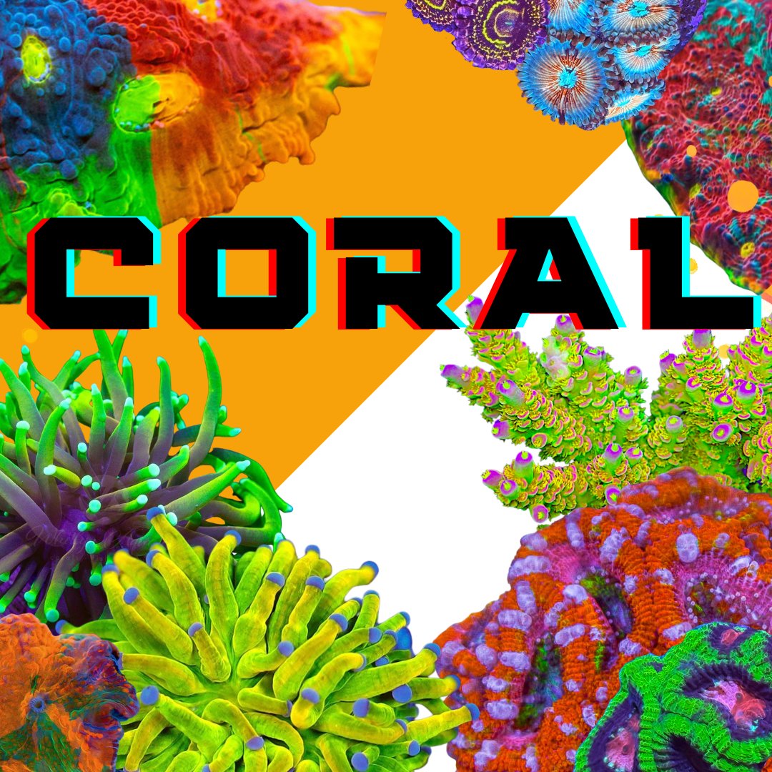 https://www.reefconsortium.com/corals