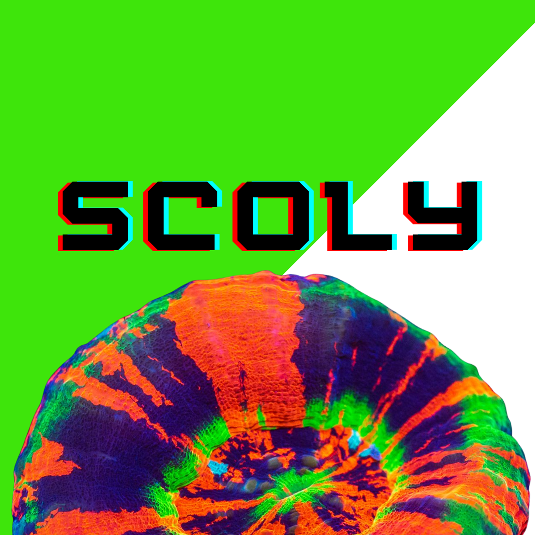 Image Block Website (12).png