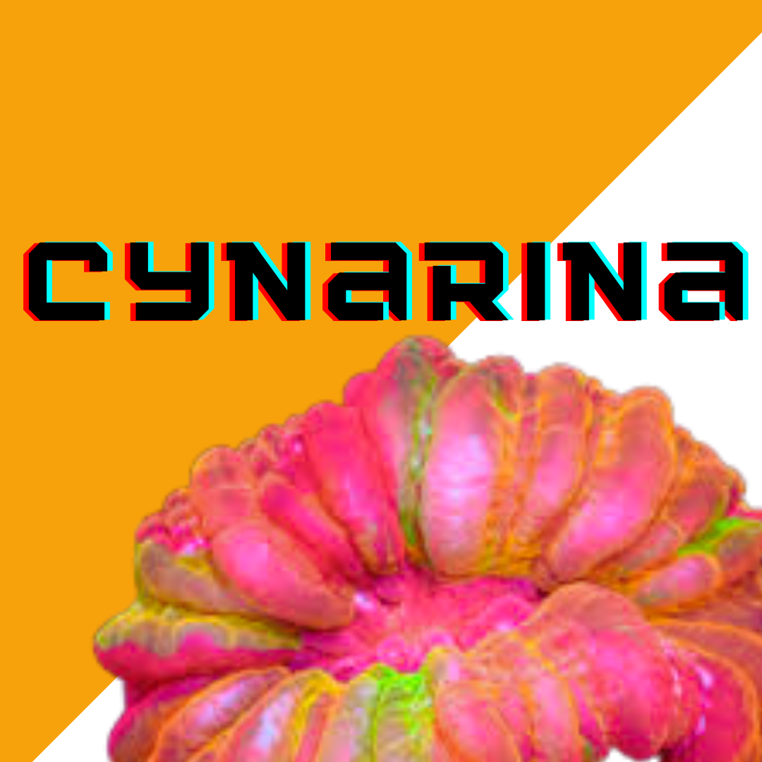 Image Block Website (9).png