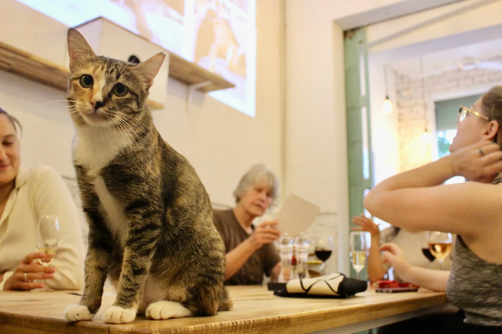 Image of cat on a table inside a rescue cat cafe that needed SEO expertise