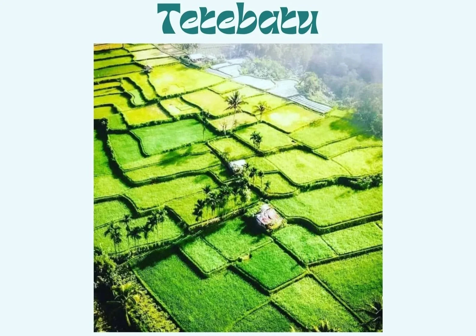 Aerial view of lush green terraced rice fields with palm trees scattered throughout and a few small houses between the fields, set against a misty hillside.
