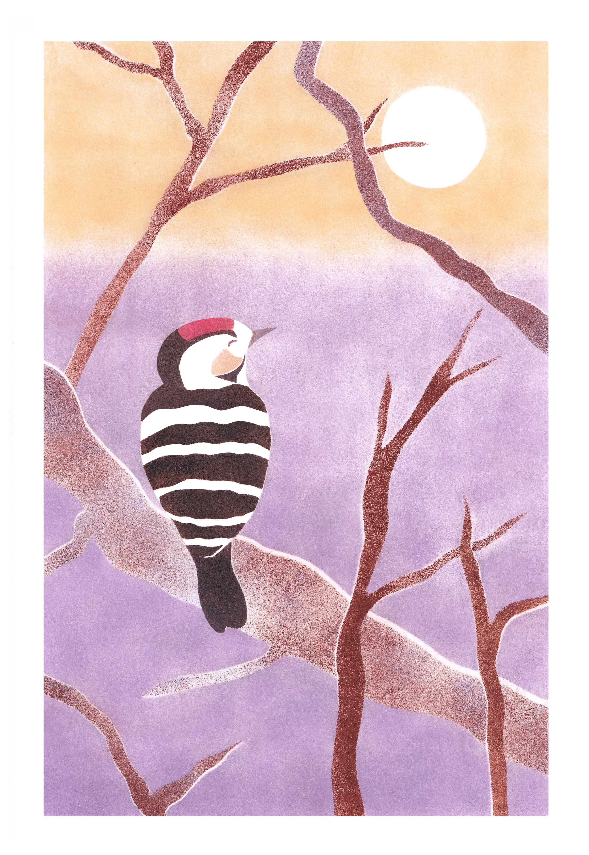 L'épeichette (pic) - A5