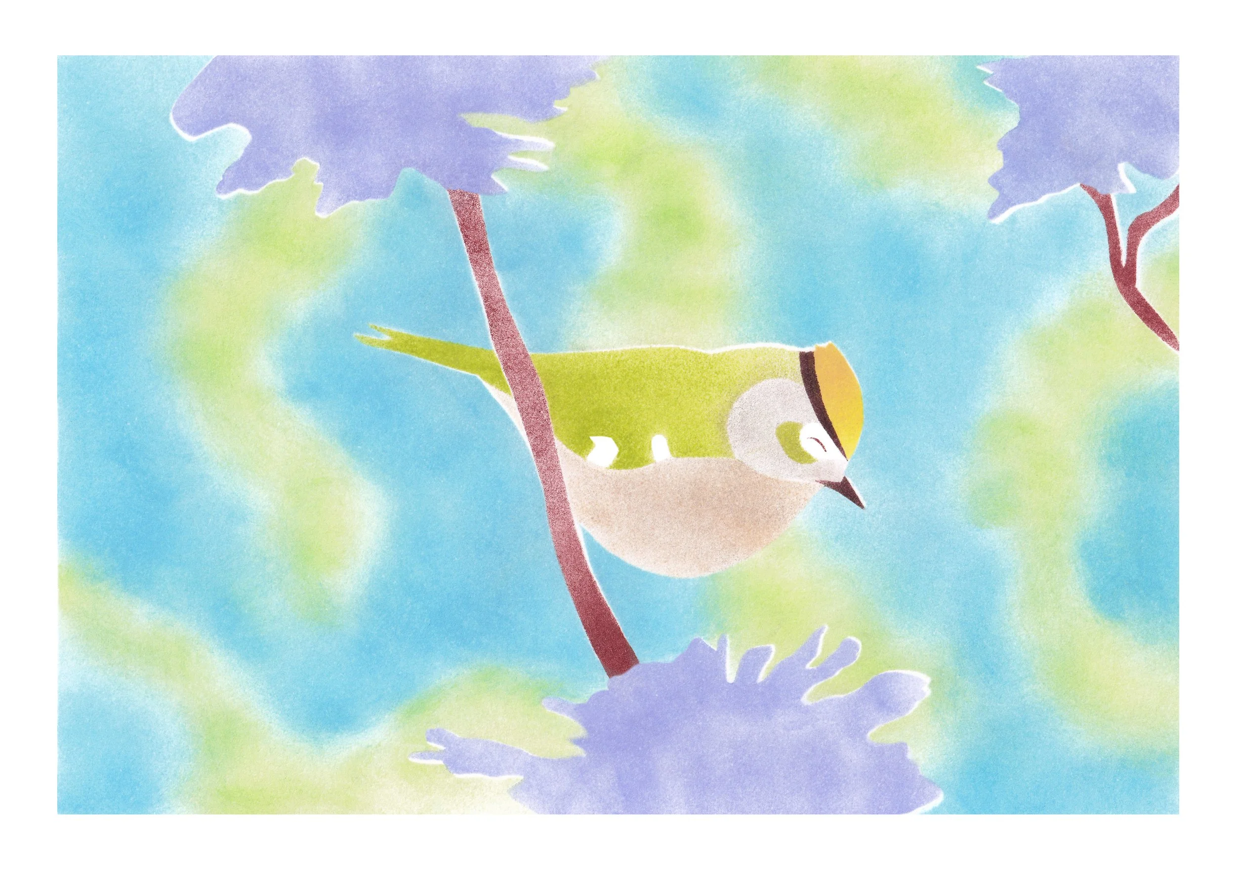 Le roitelet (huppé) - A5