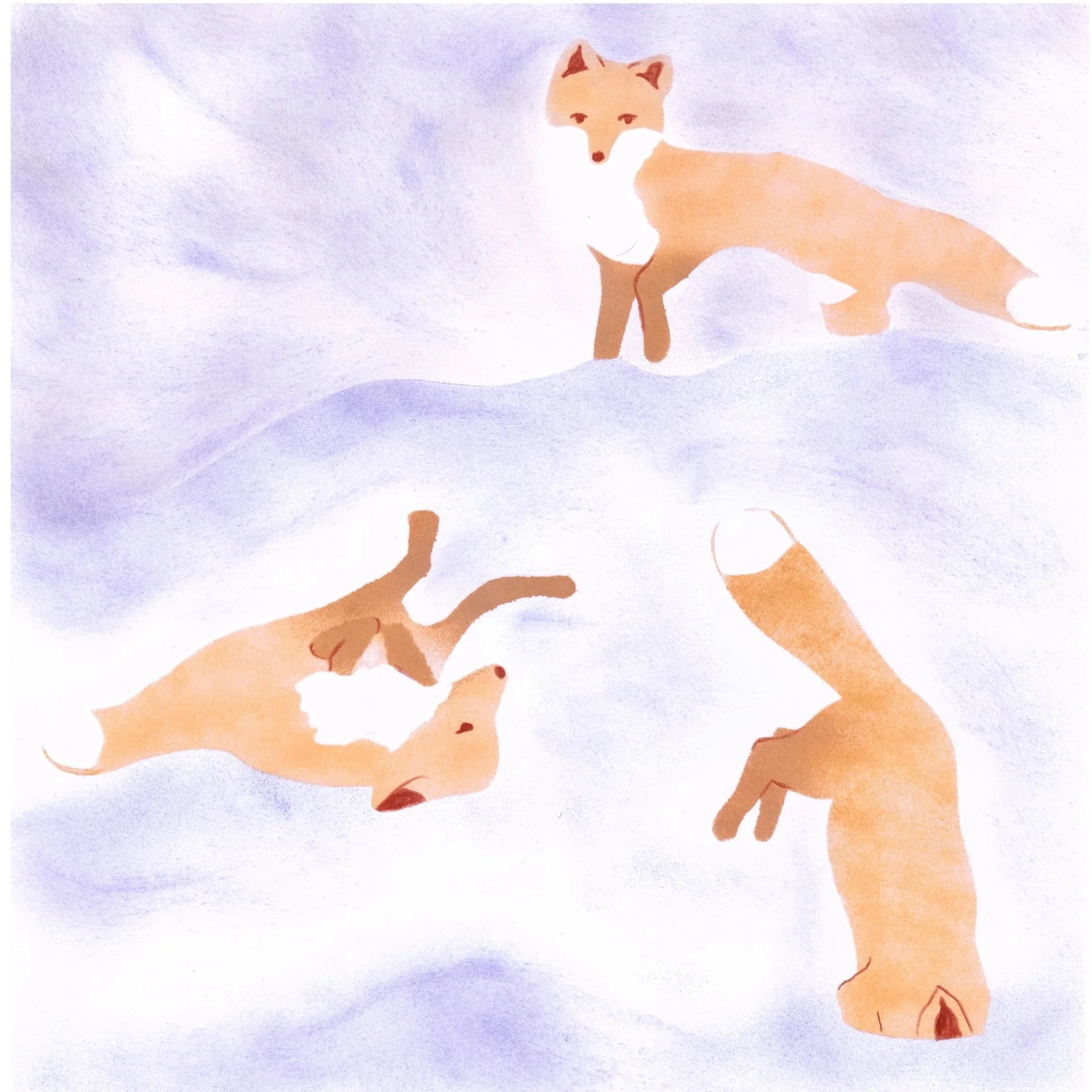 Renards dans la neige - illustration