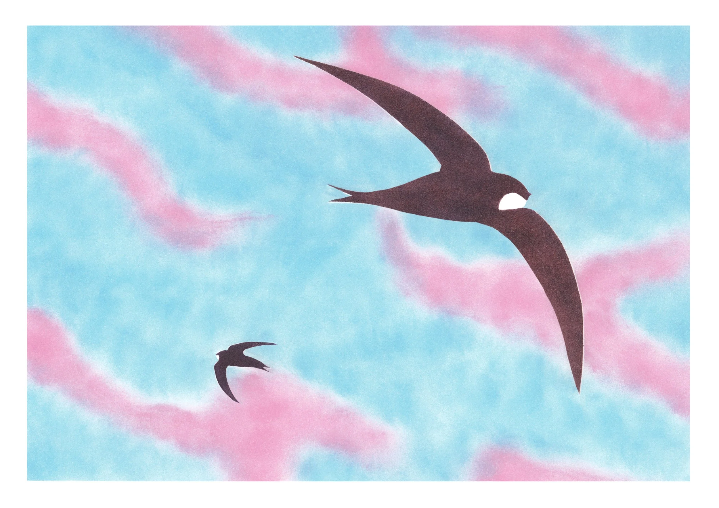 Les martinets (noirs) - A4