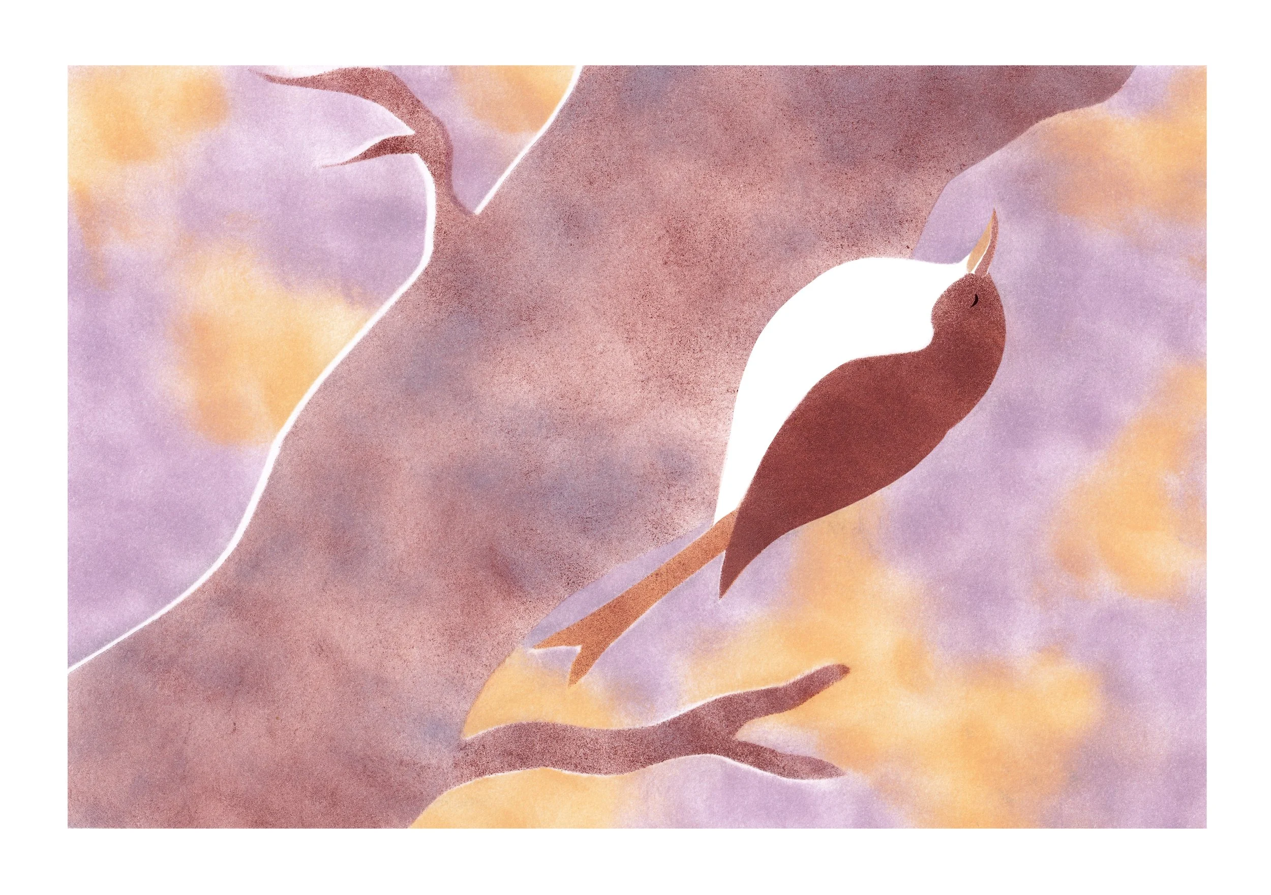 Le grimpereau (des jardins) - A5