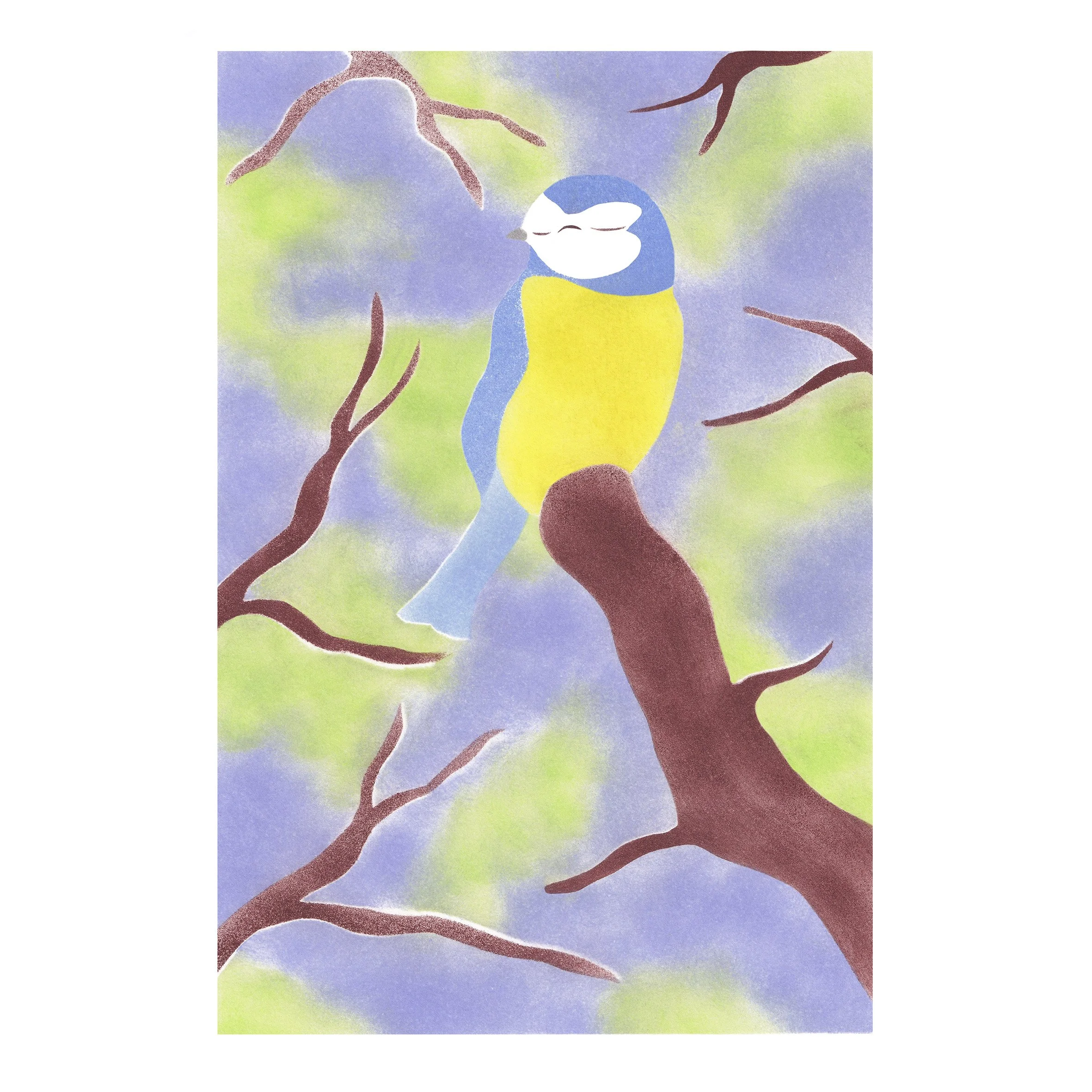 Mésange carré.jpg