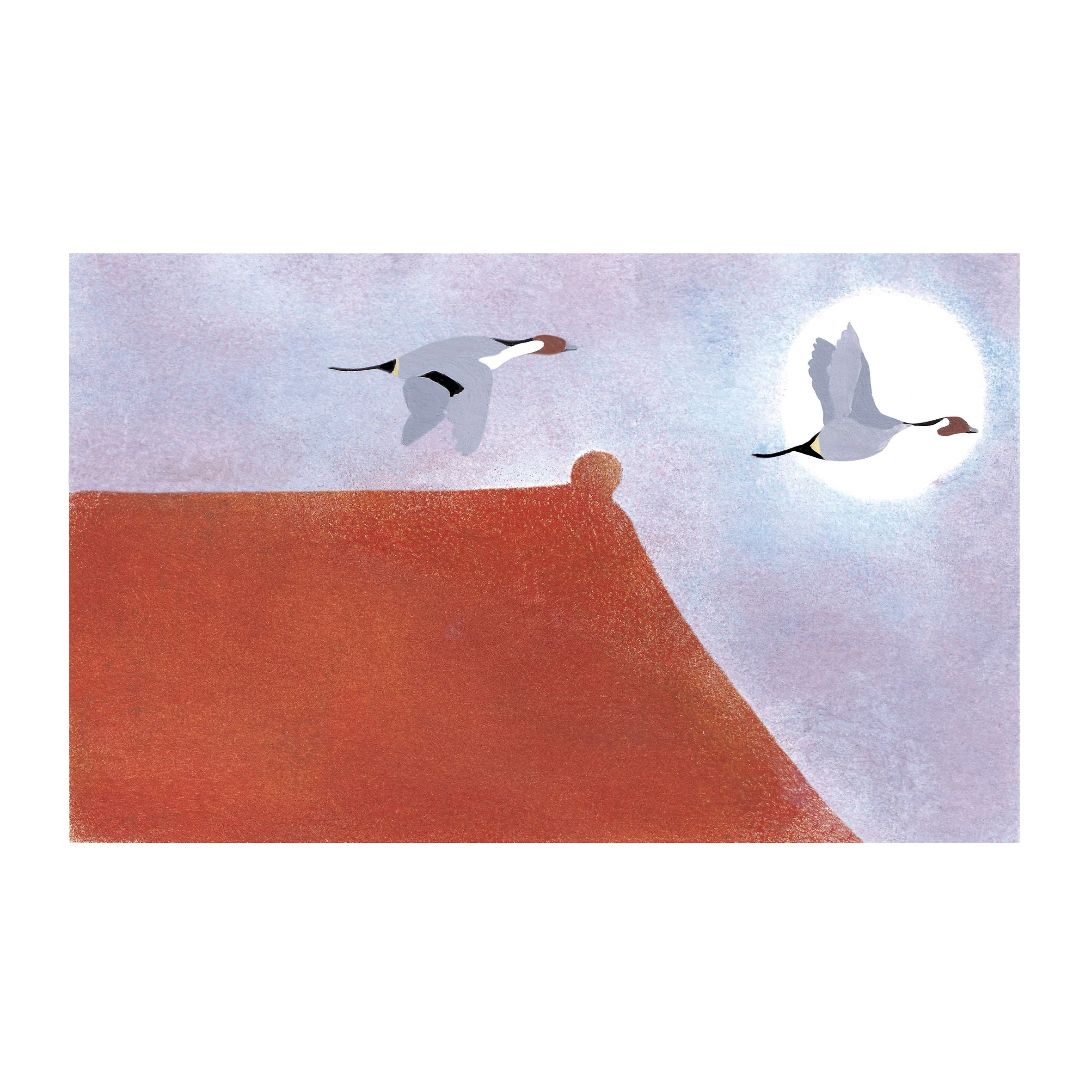 Carte postale - Vol de canards (pilets)