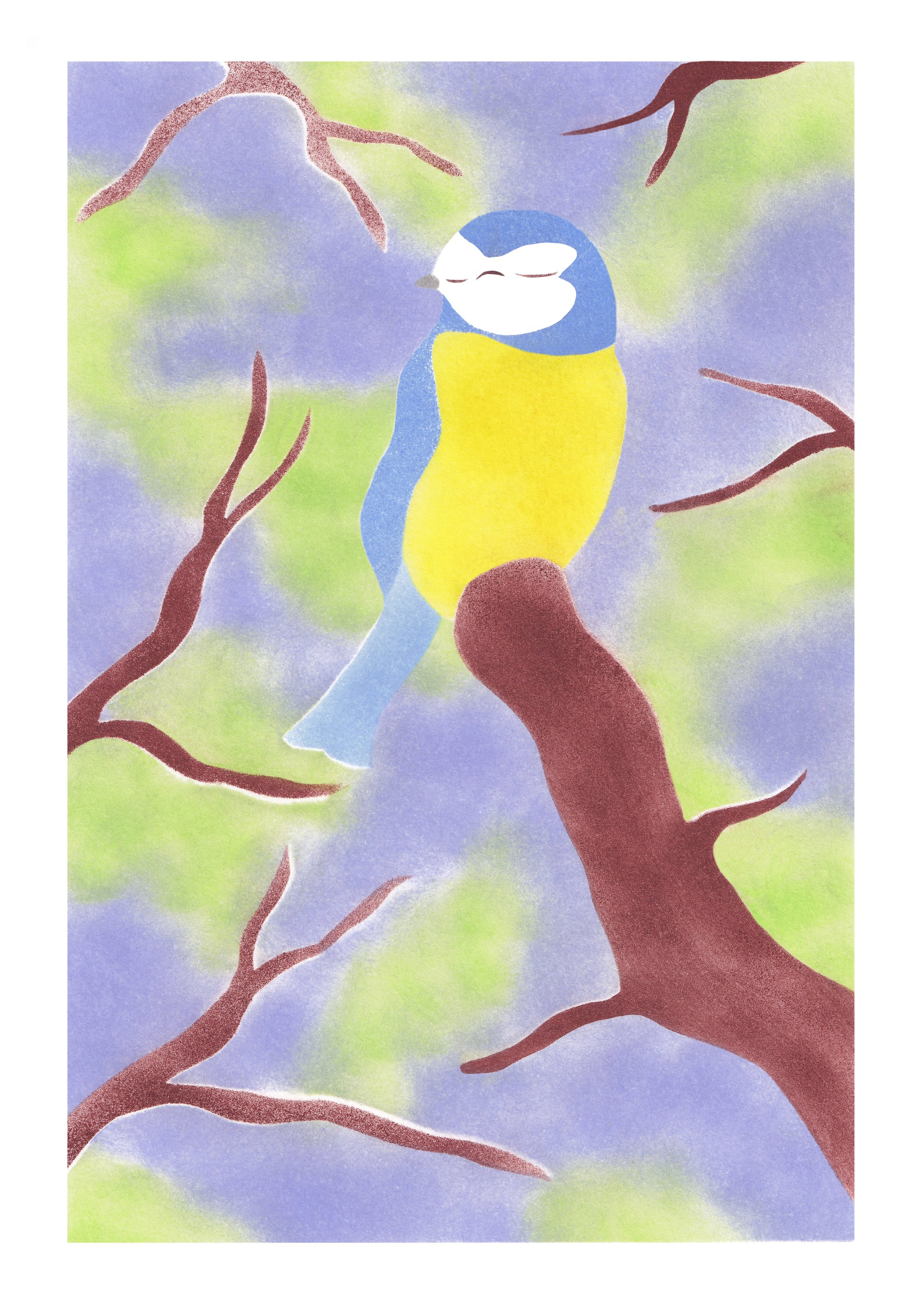 La mésange (bleue) - A5