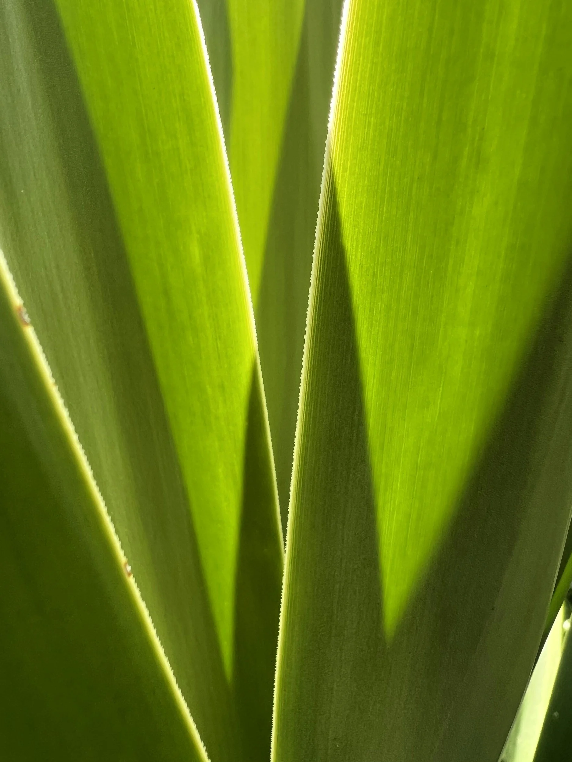 Close-up of green plant leaves with parallel veins and a bright, luminous appearance.