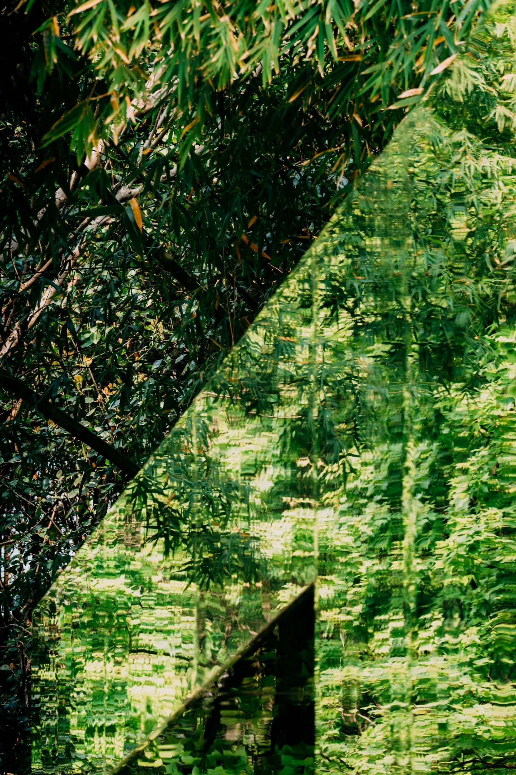 Dense green foliage with a partially visible pathway or clearing in the middle of the forest.